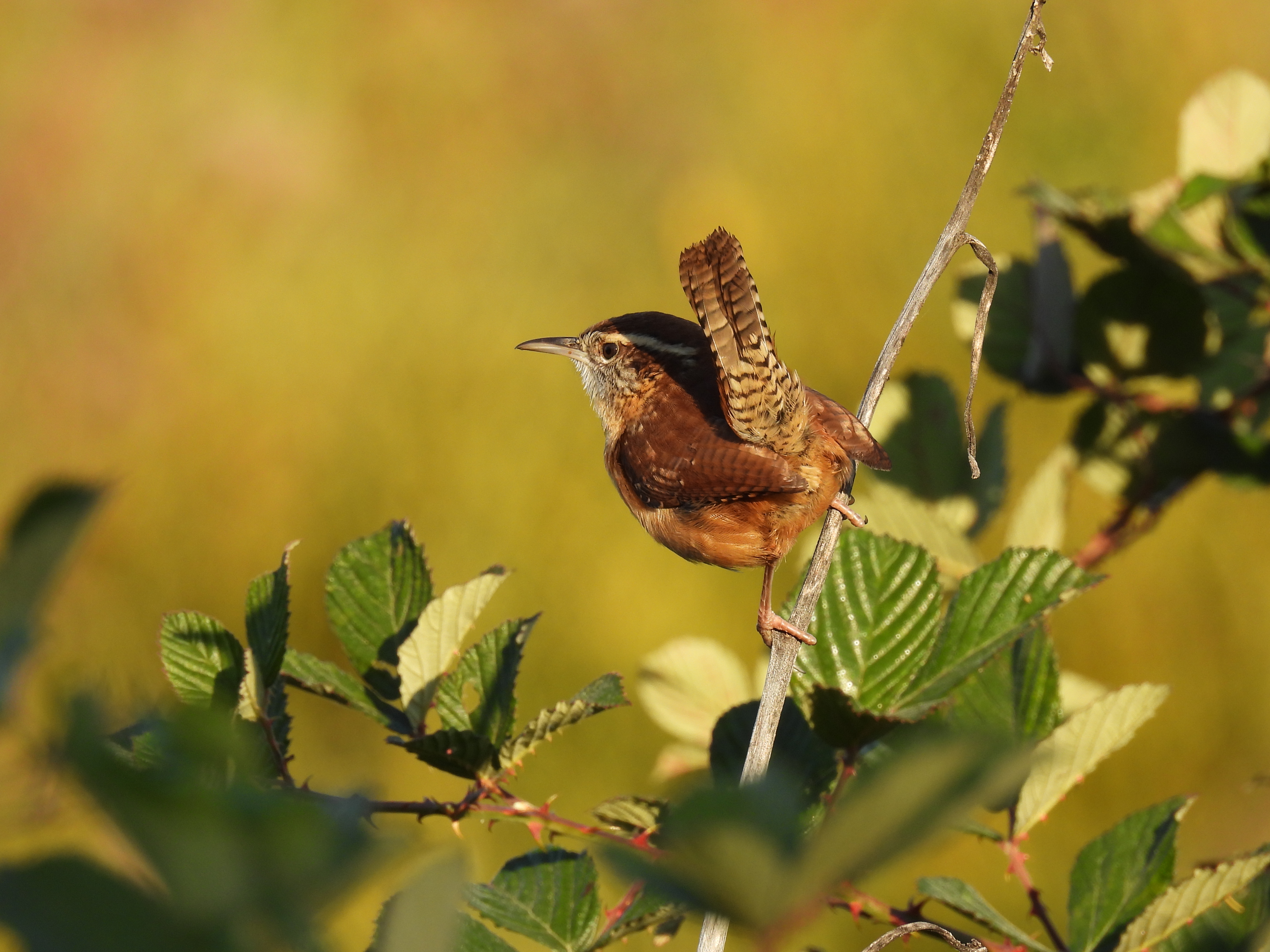 Carolina Wren