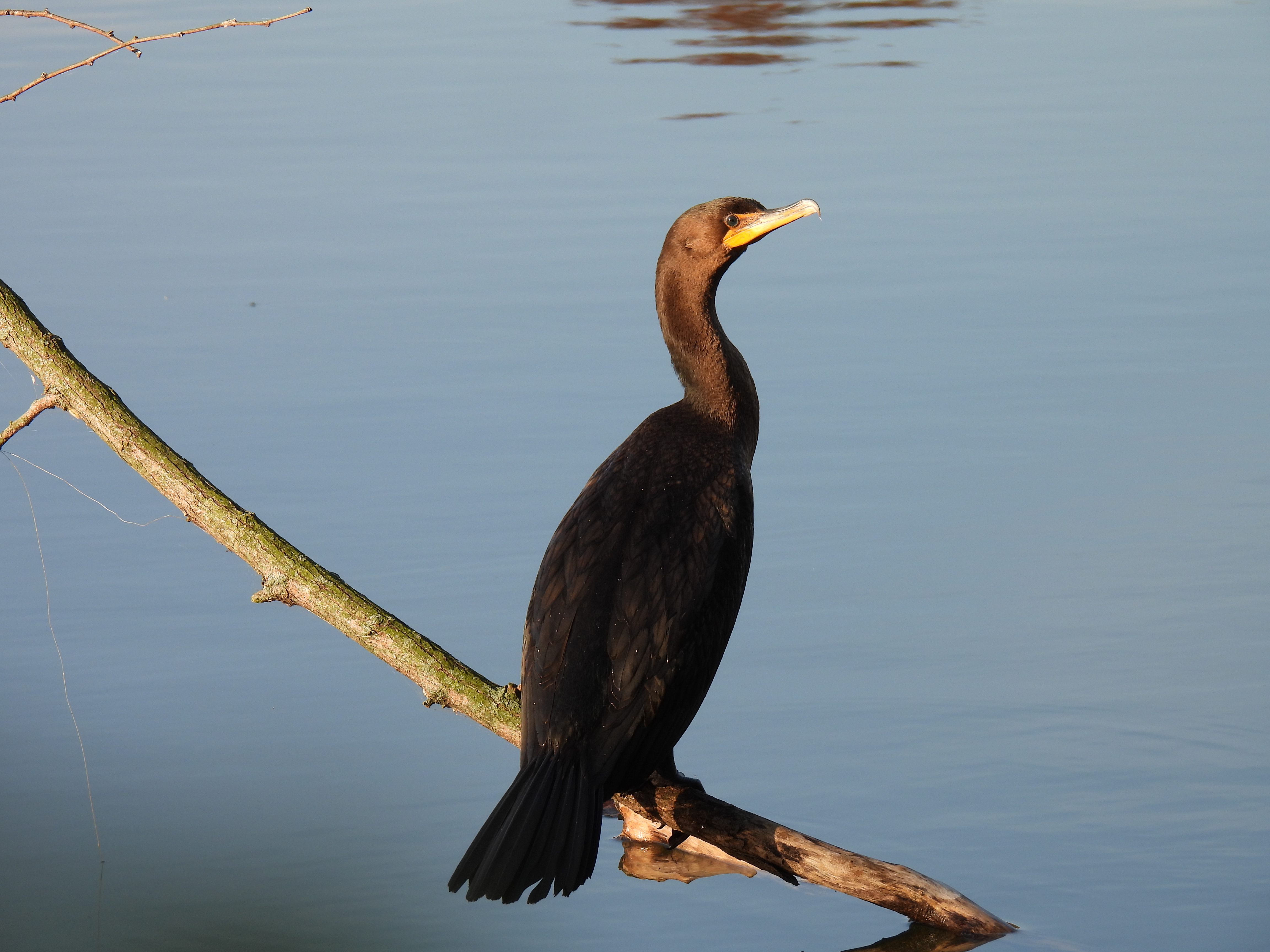 Double-Crested Cormorant