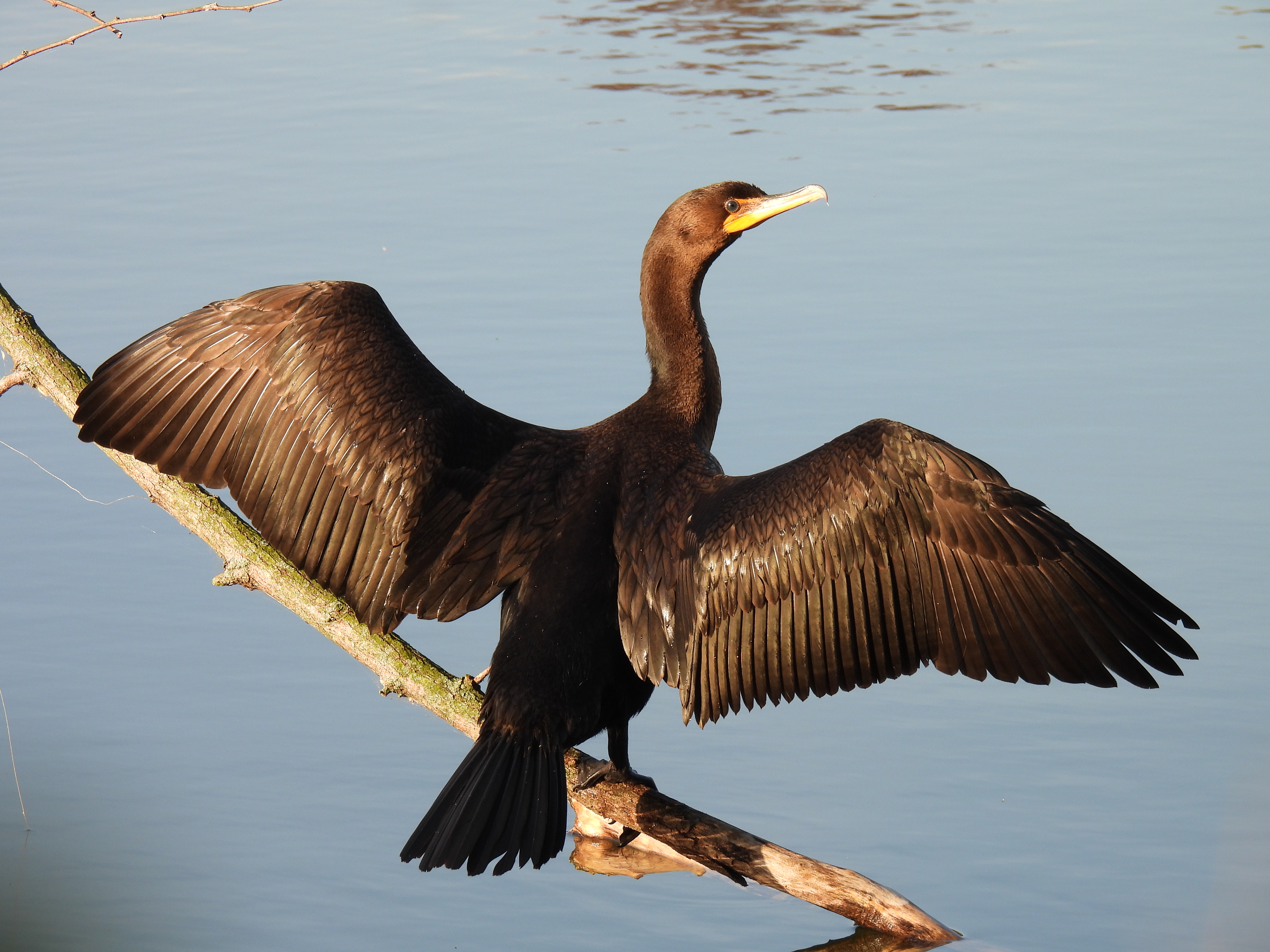 Double-Crested Cormorant