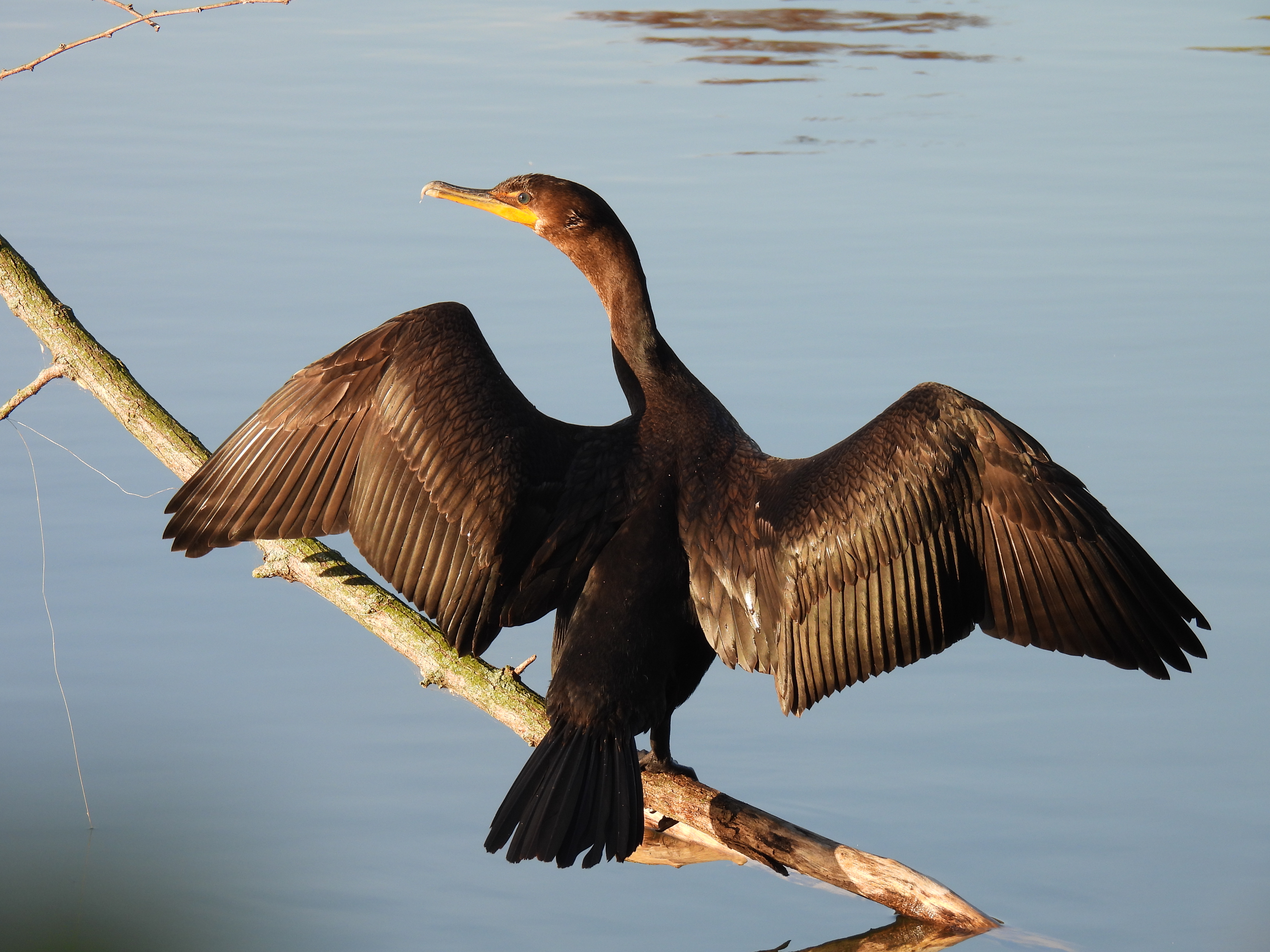 Double-Crested Cormorant