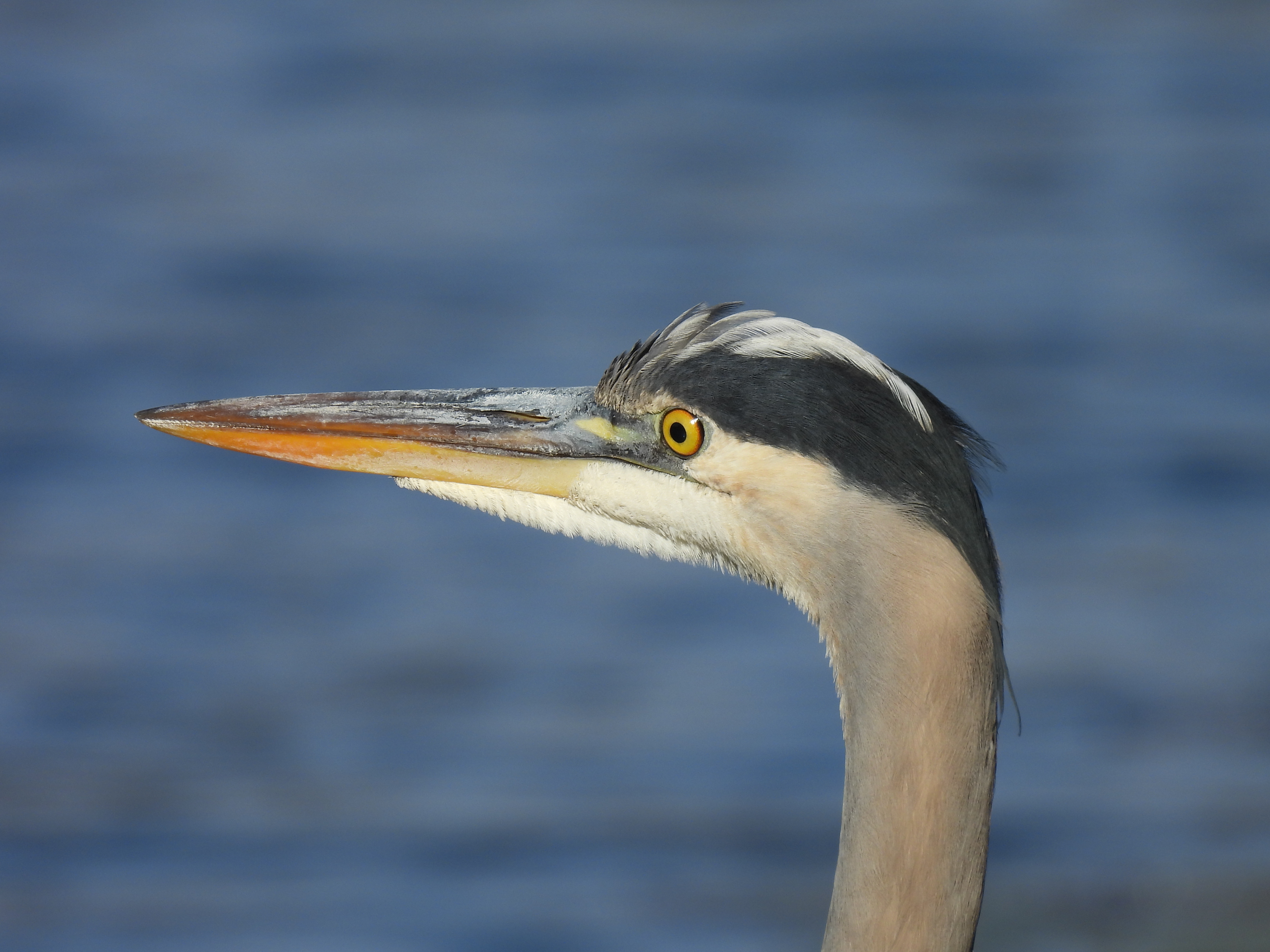 Great Blue Heron