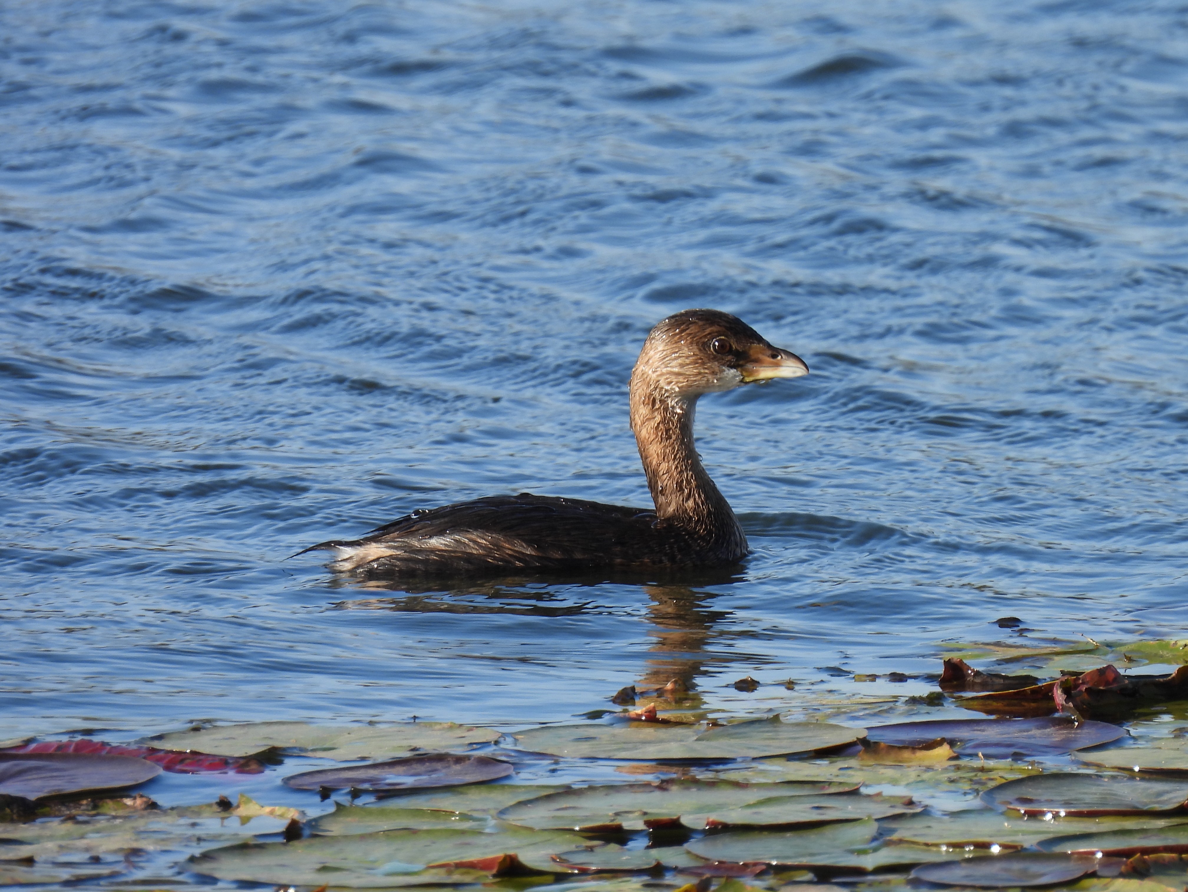 Pied-Billed Grebe