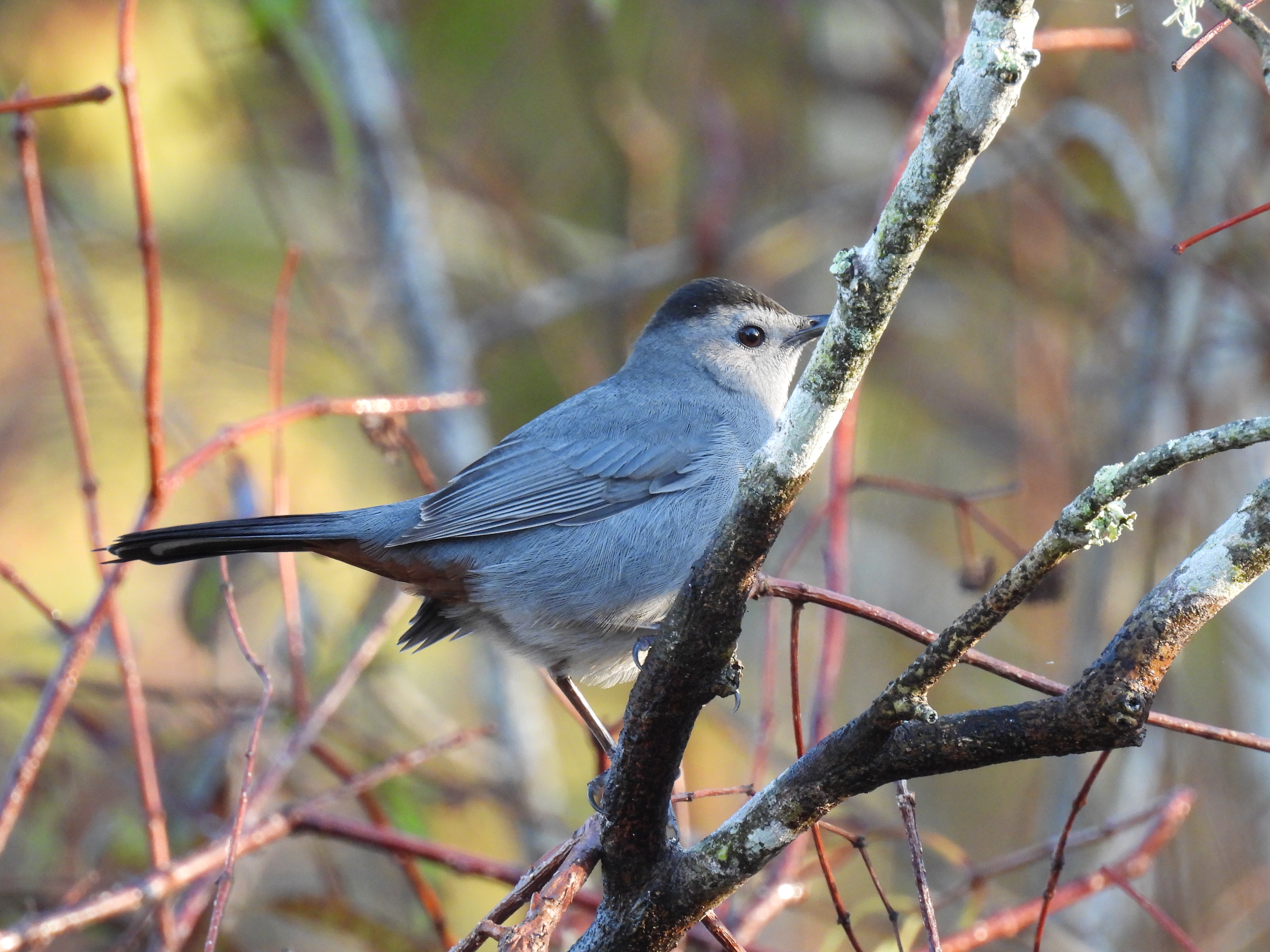 Gray Catbird