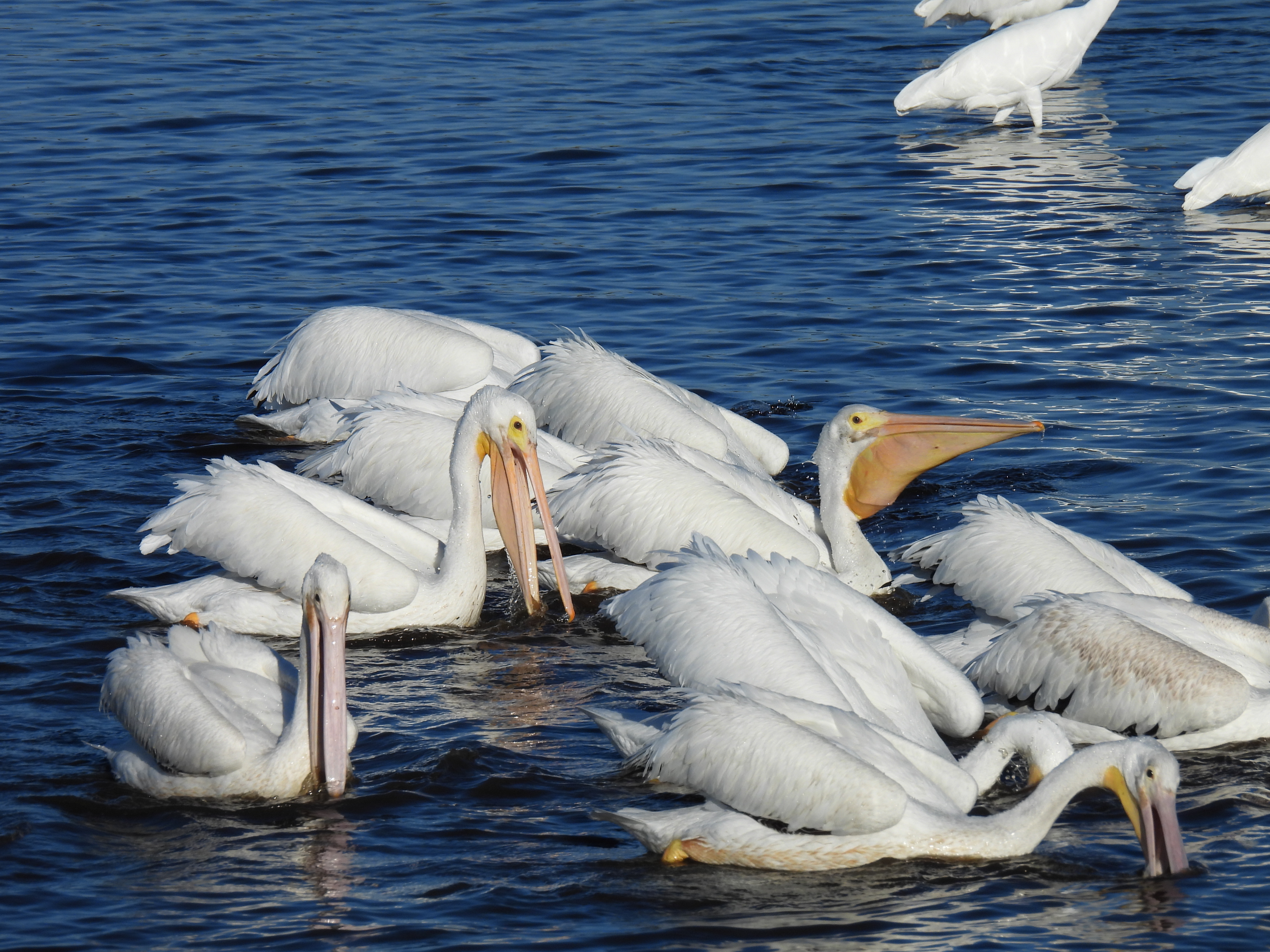Great White Pelicans
