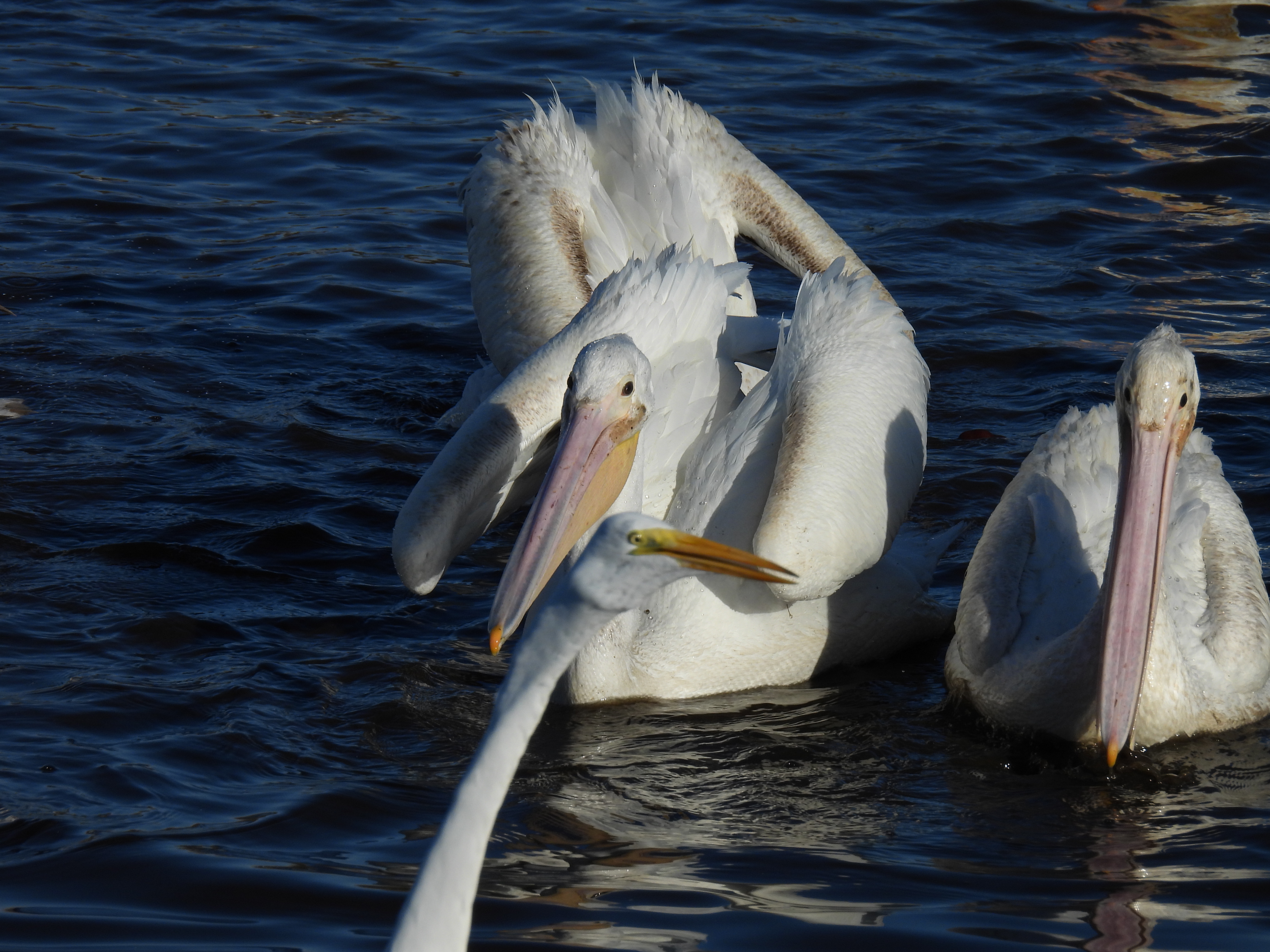 Great White Pelicans