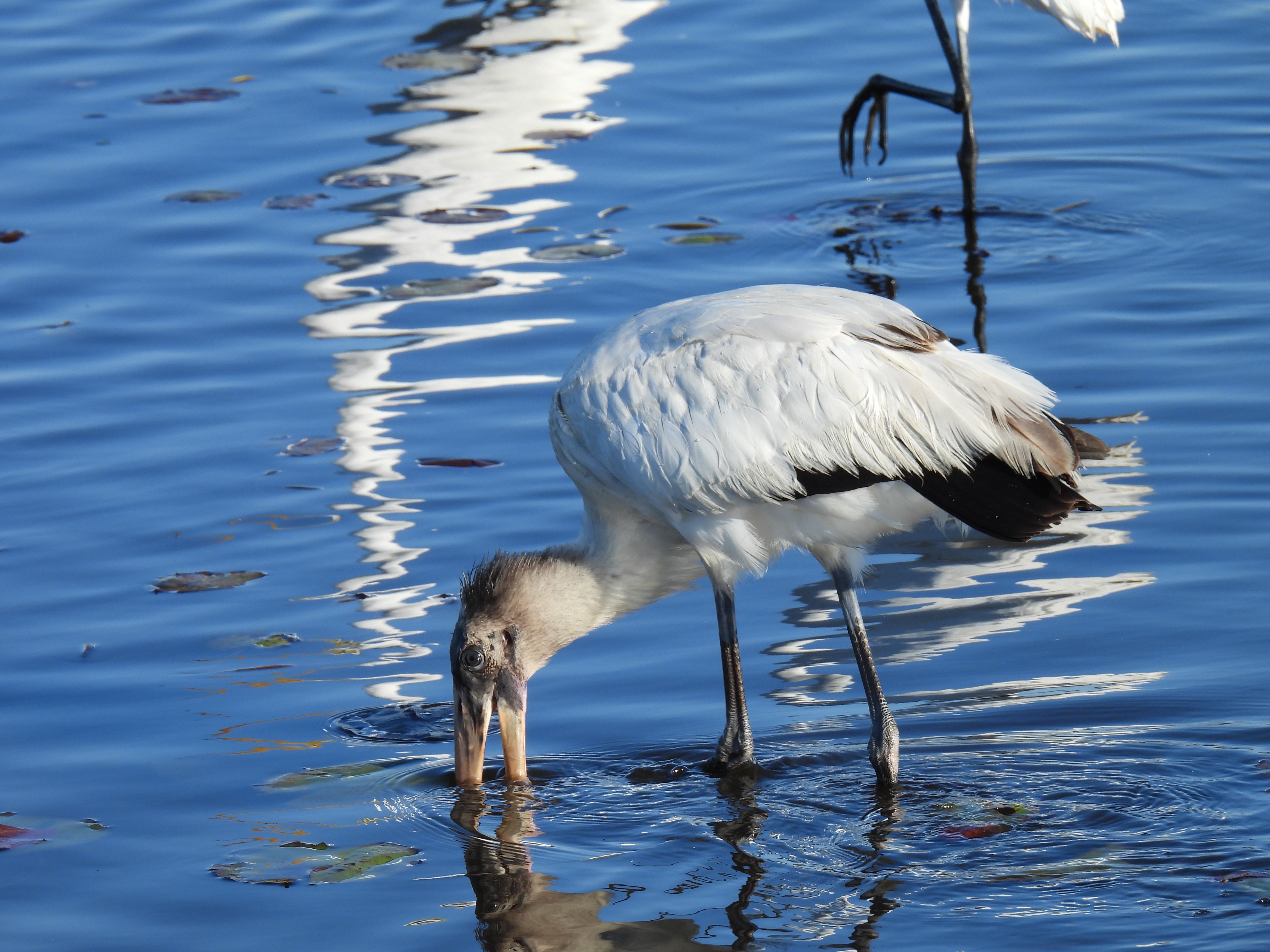 Wood Stork