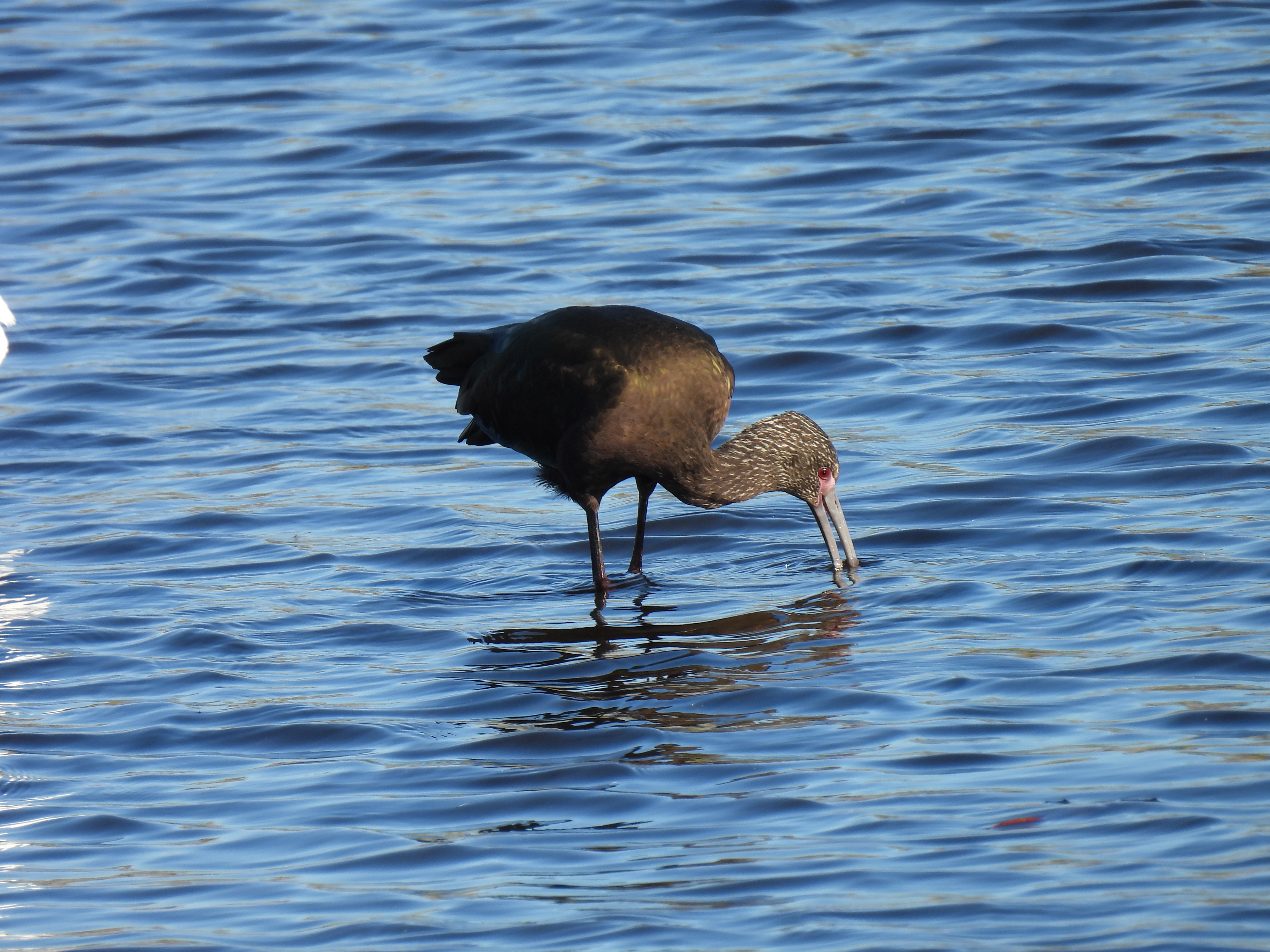 White-Faced Ibis
