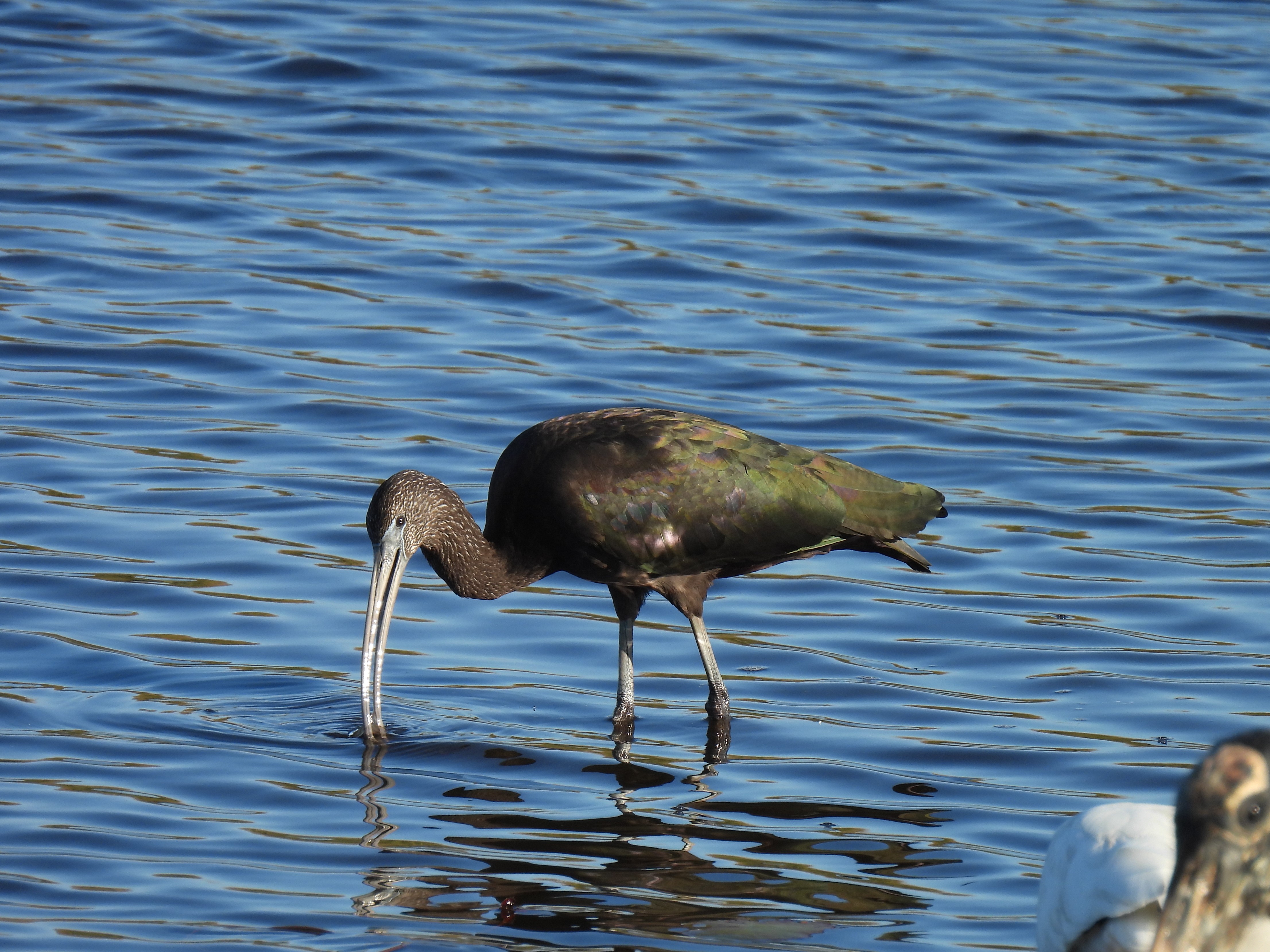Glossy Ibis