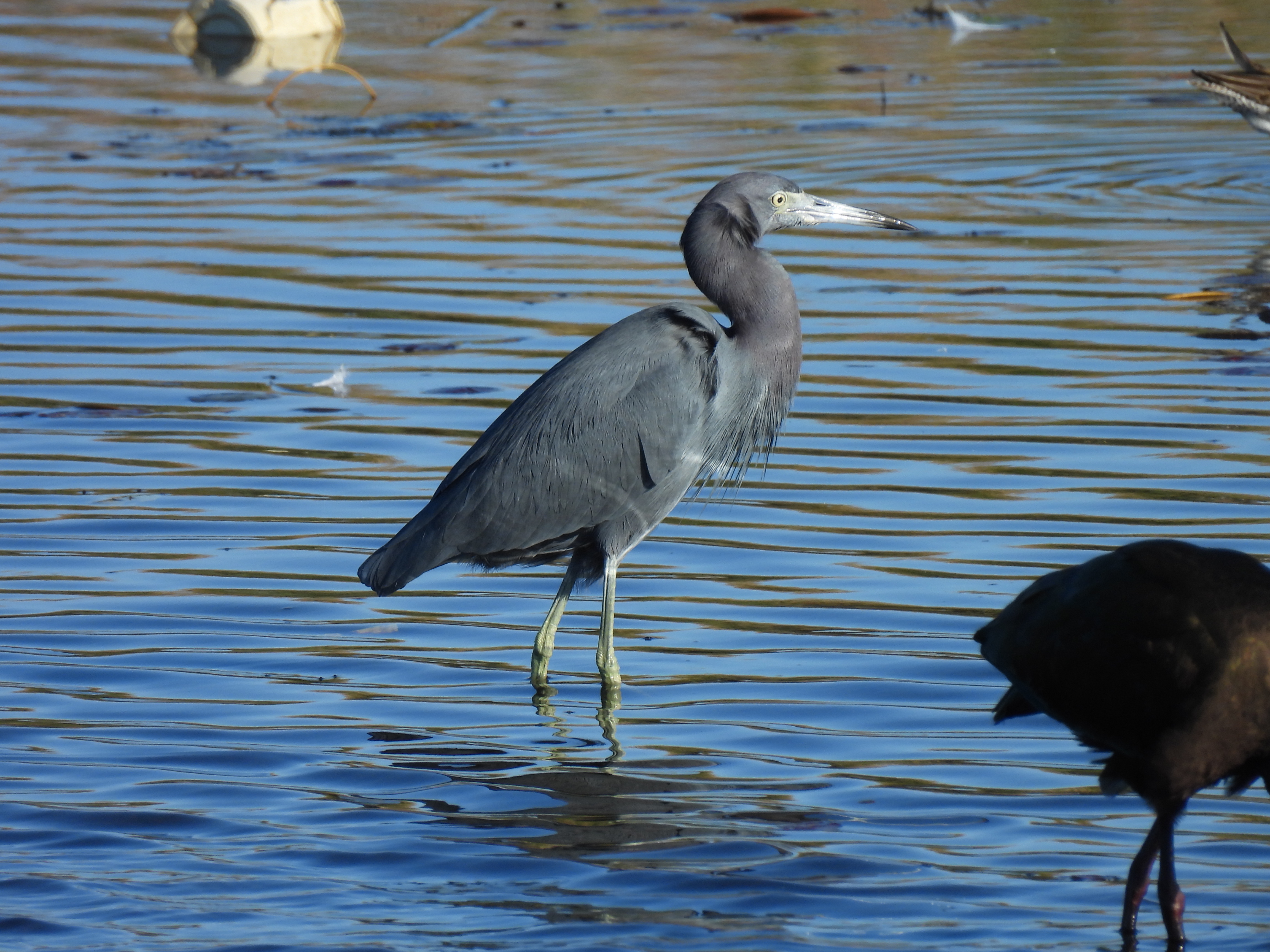 Little Blue Heron
