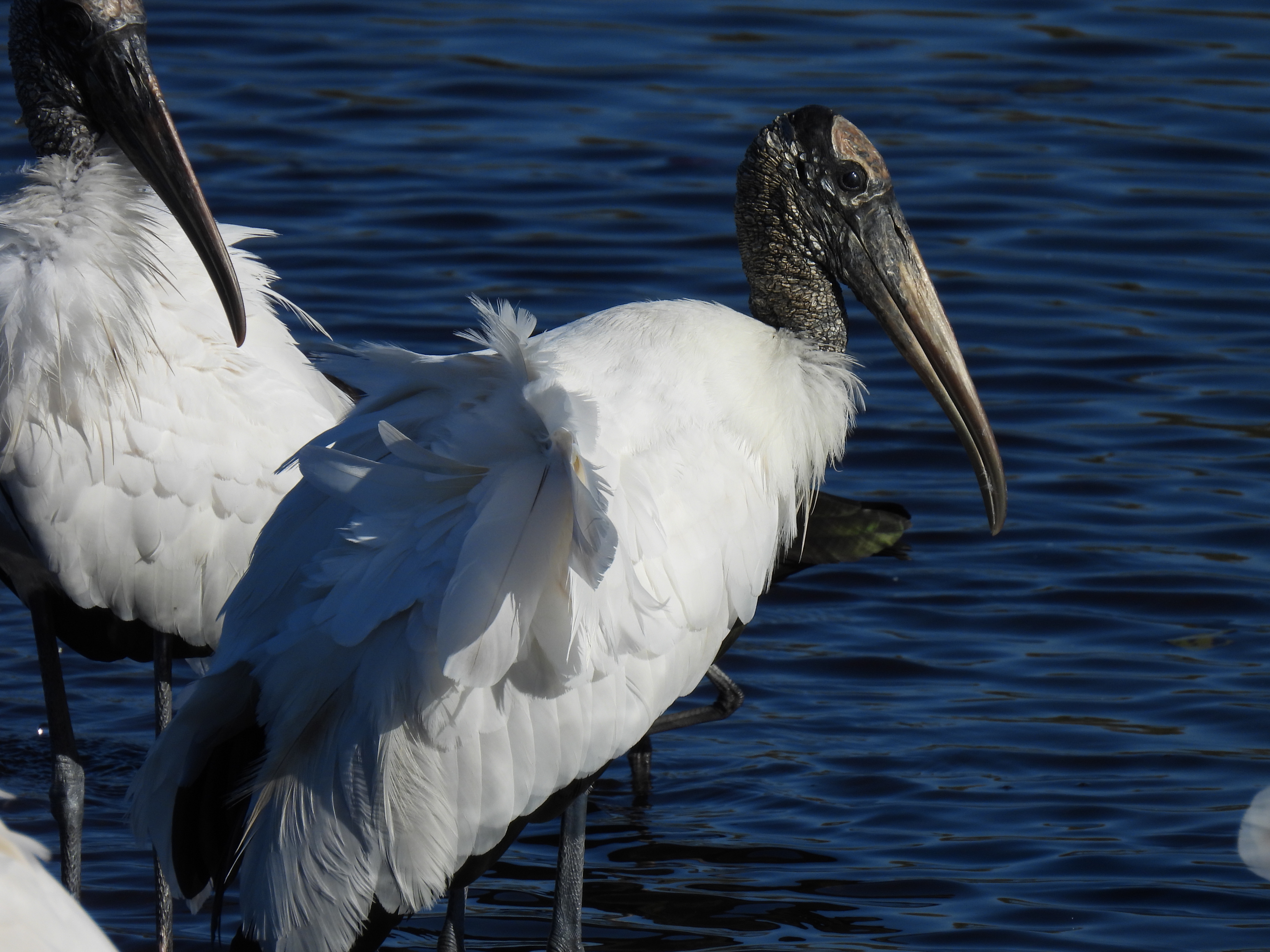 Wood Stork