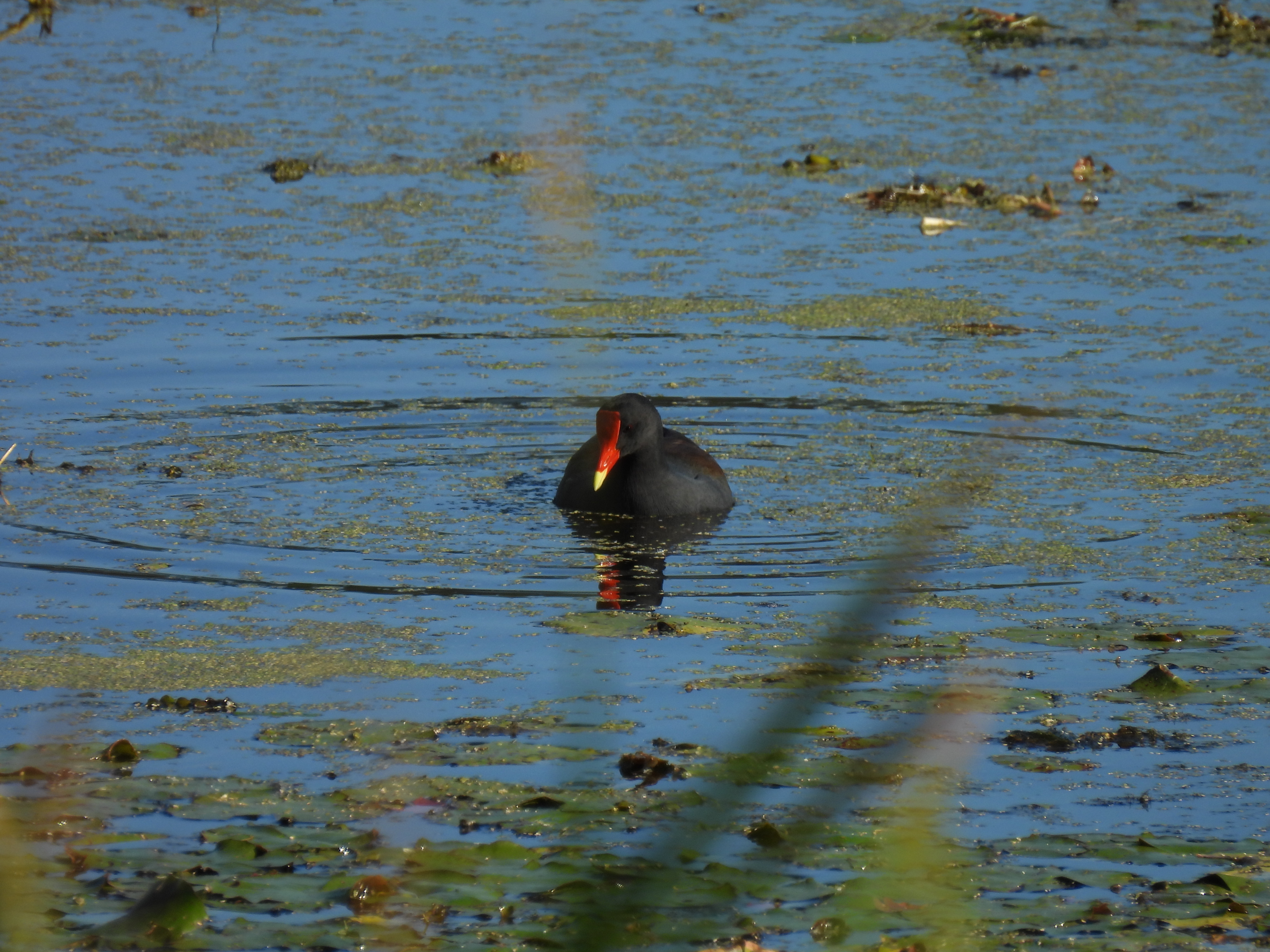 Gallinule