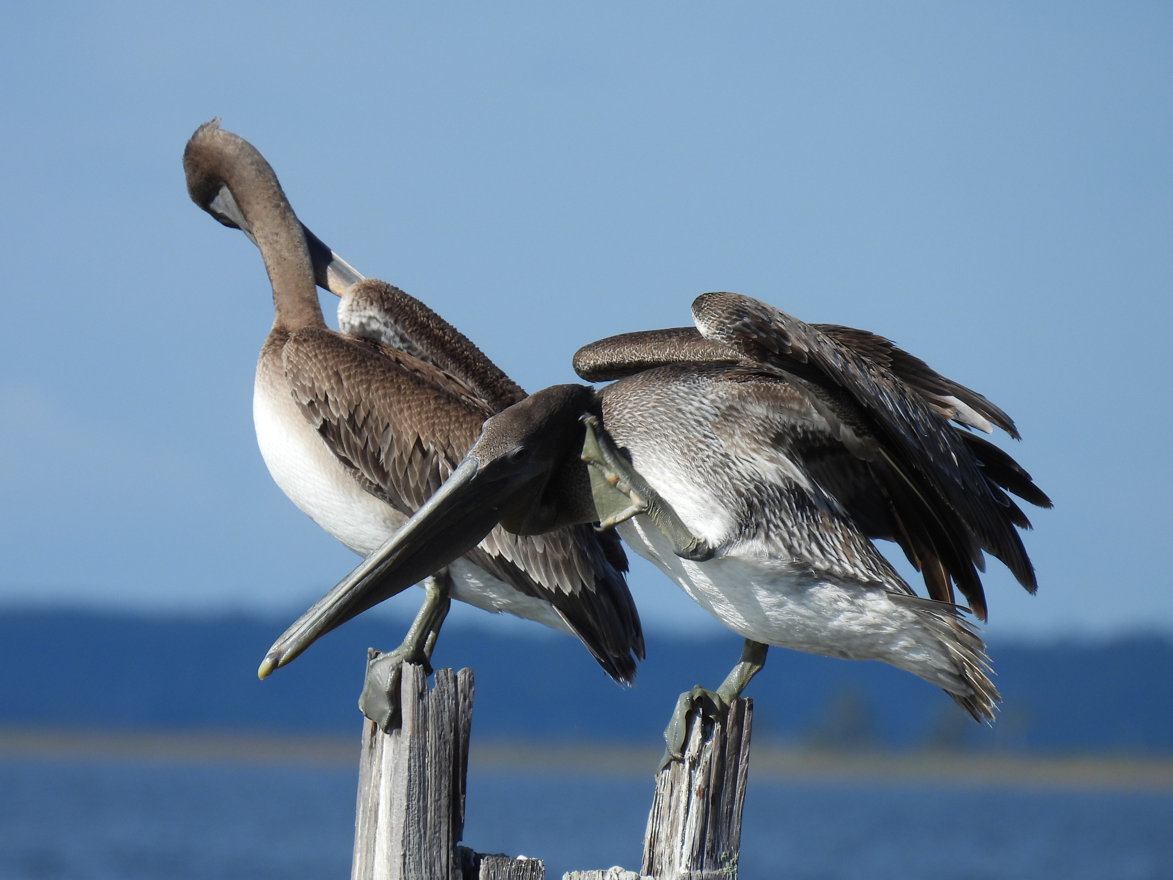 Pelicans