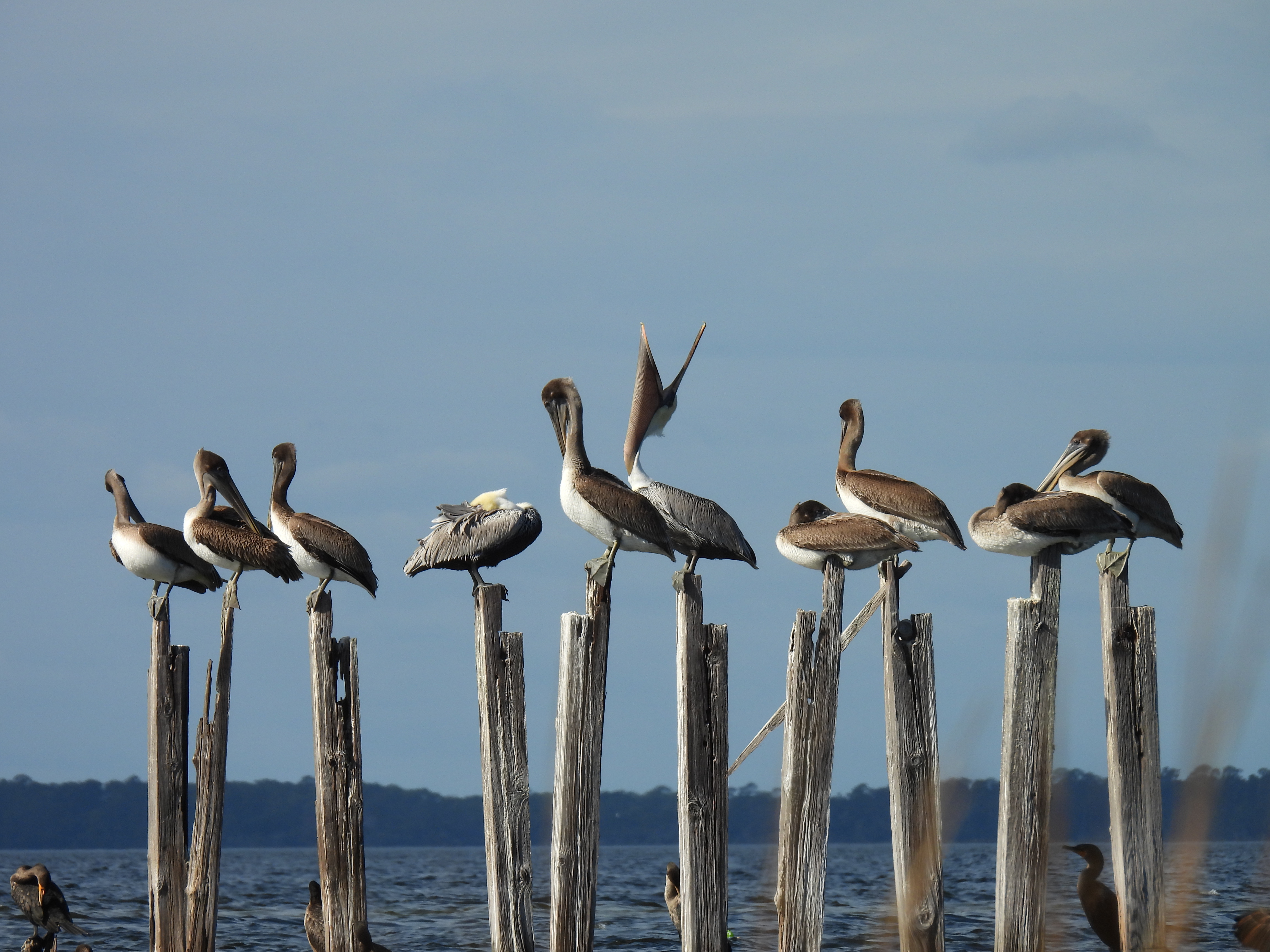 Pelicans