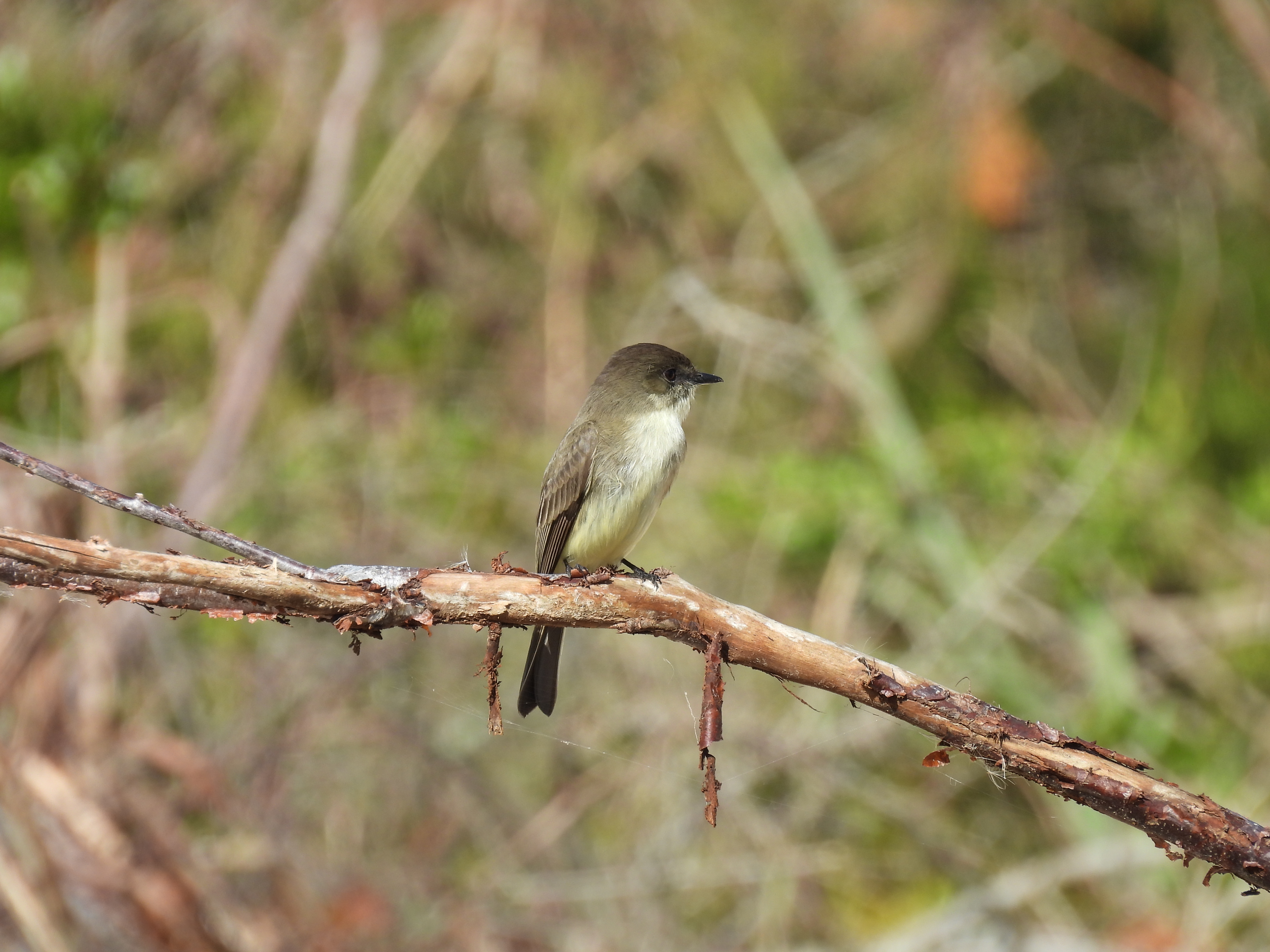 Eastern Phoebe