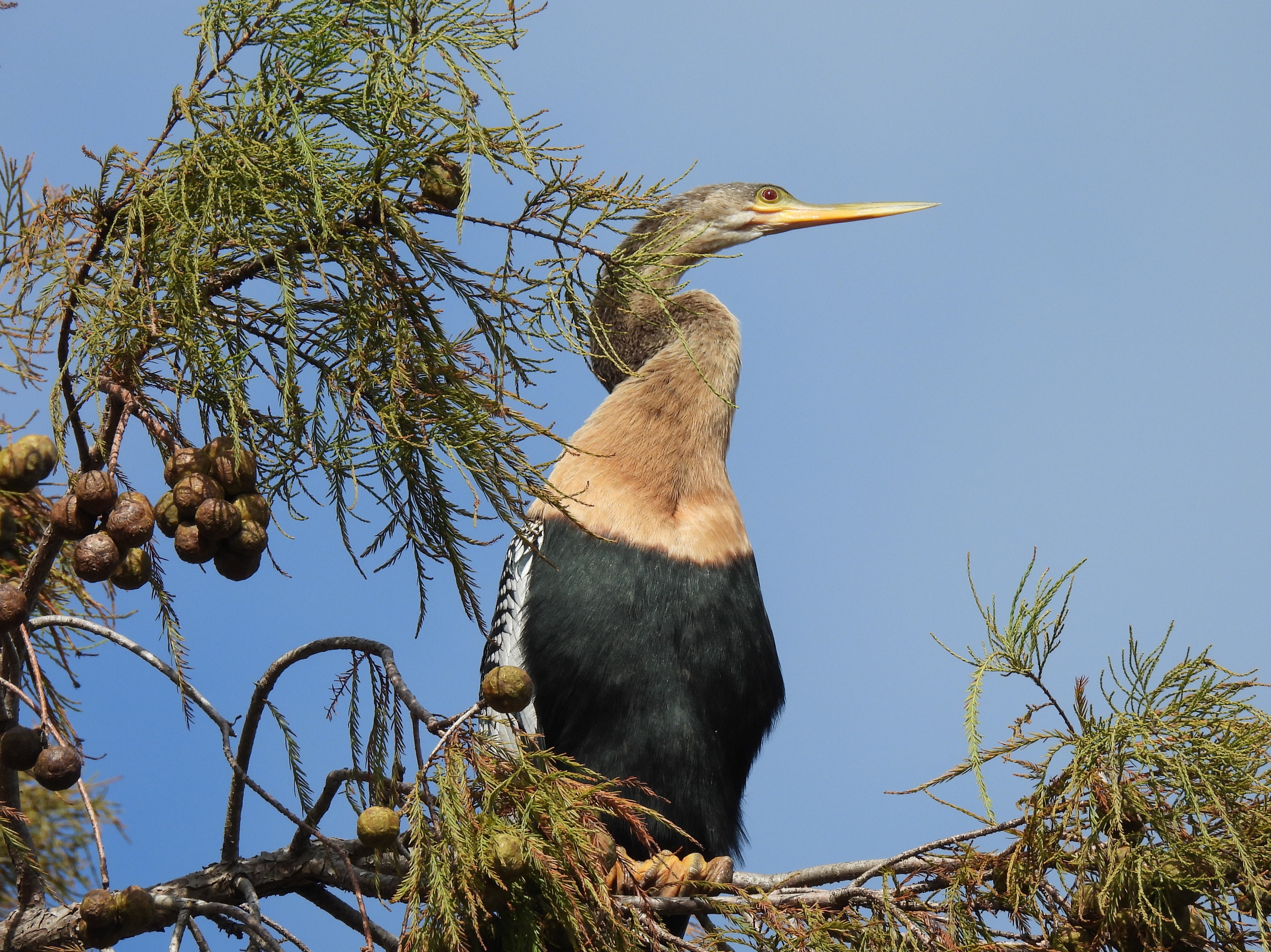 Anhinga