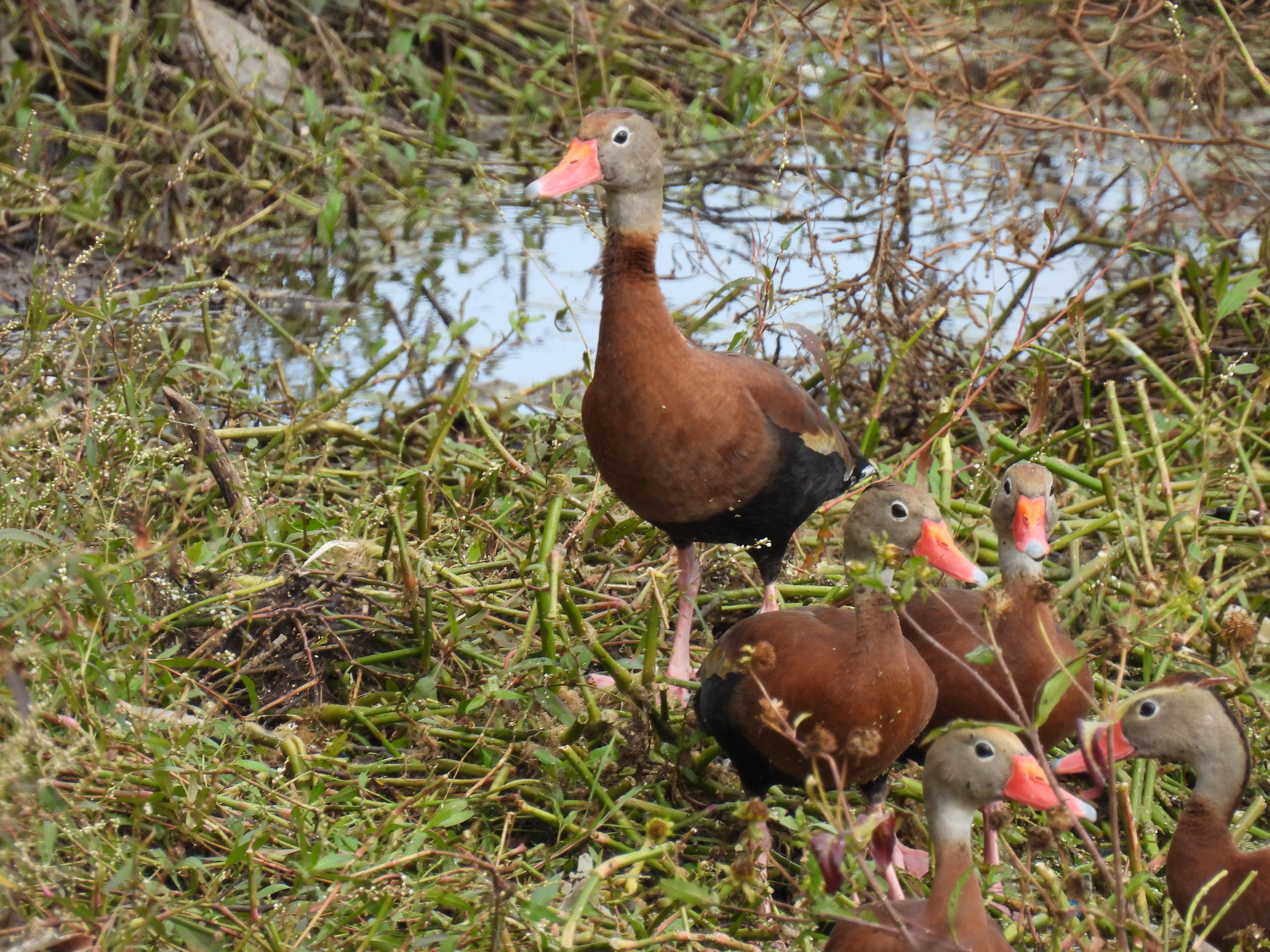 Whistling Ducks