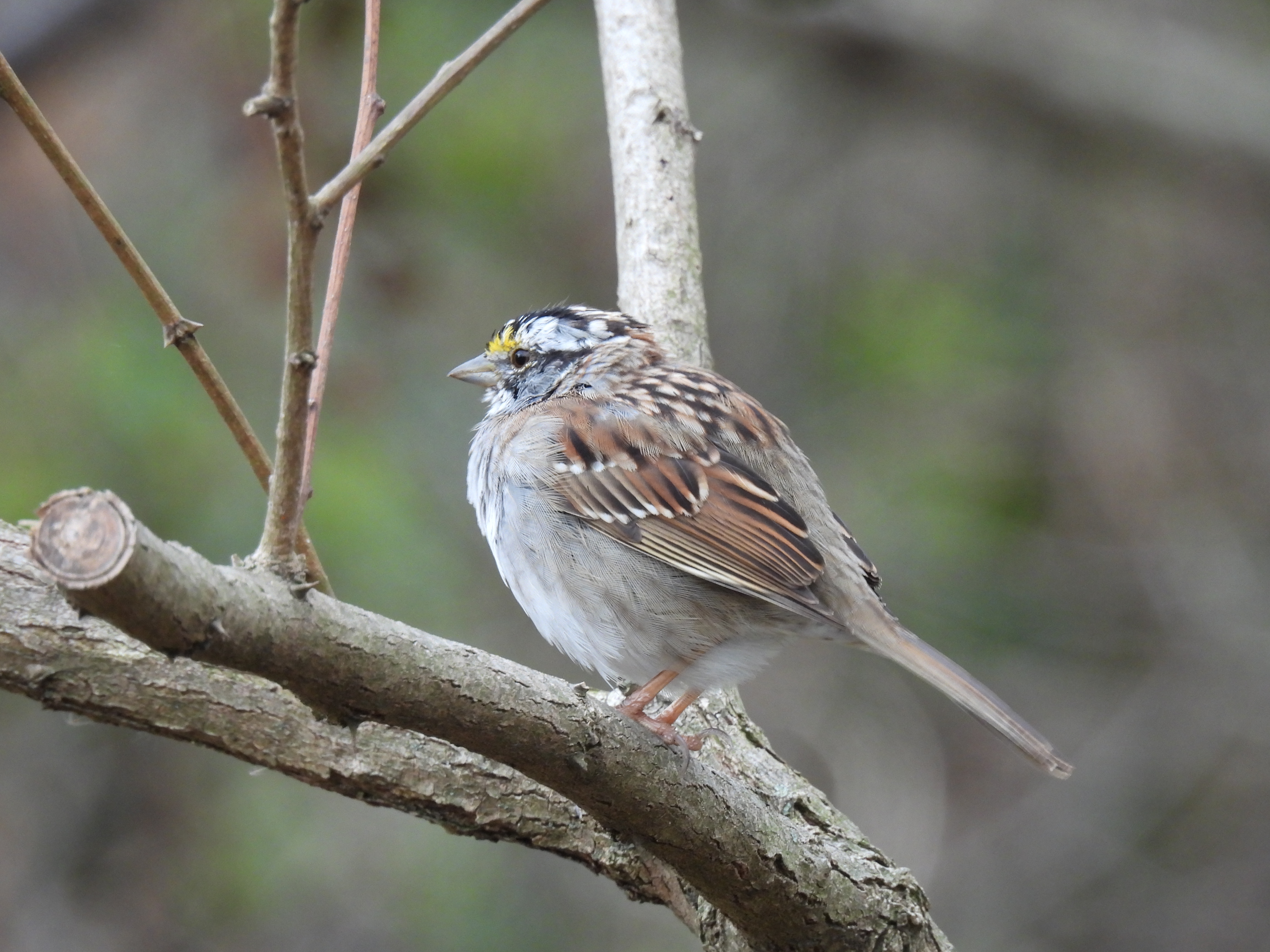 White-Throated Sparrow