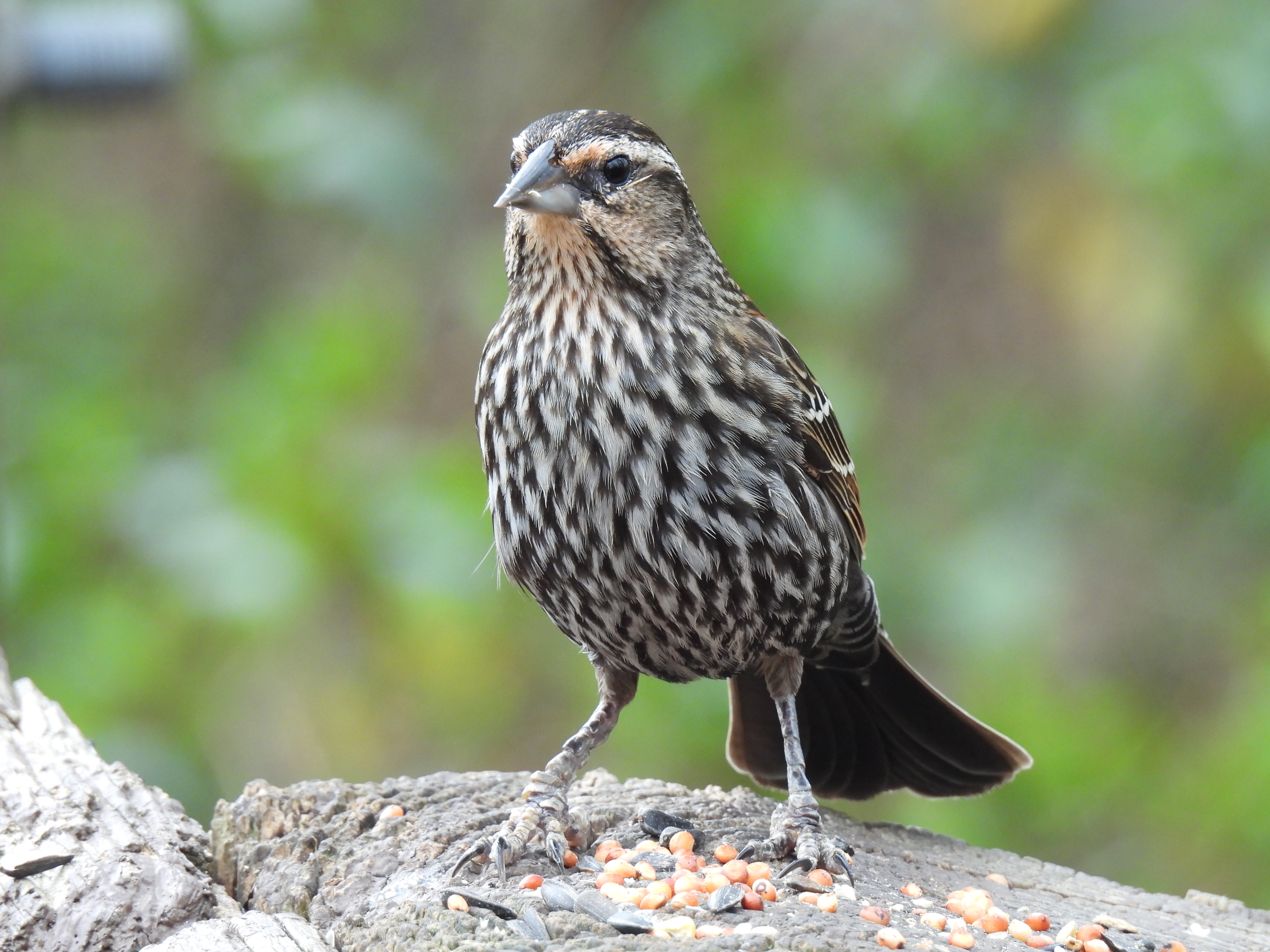 Red-Winged Blackbird