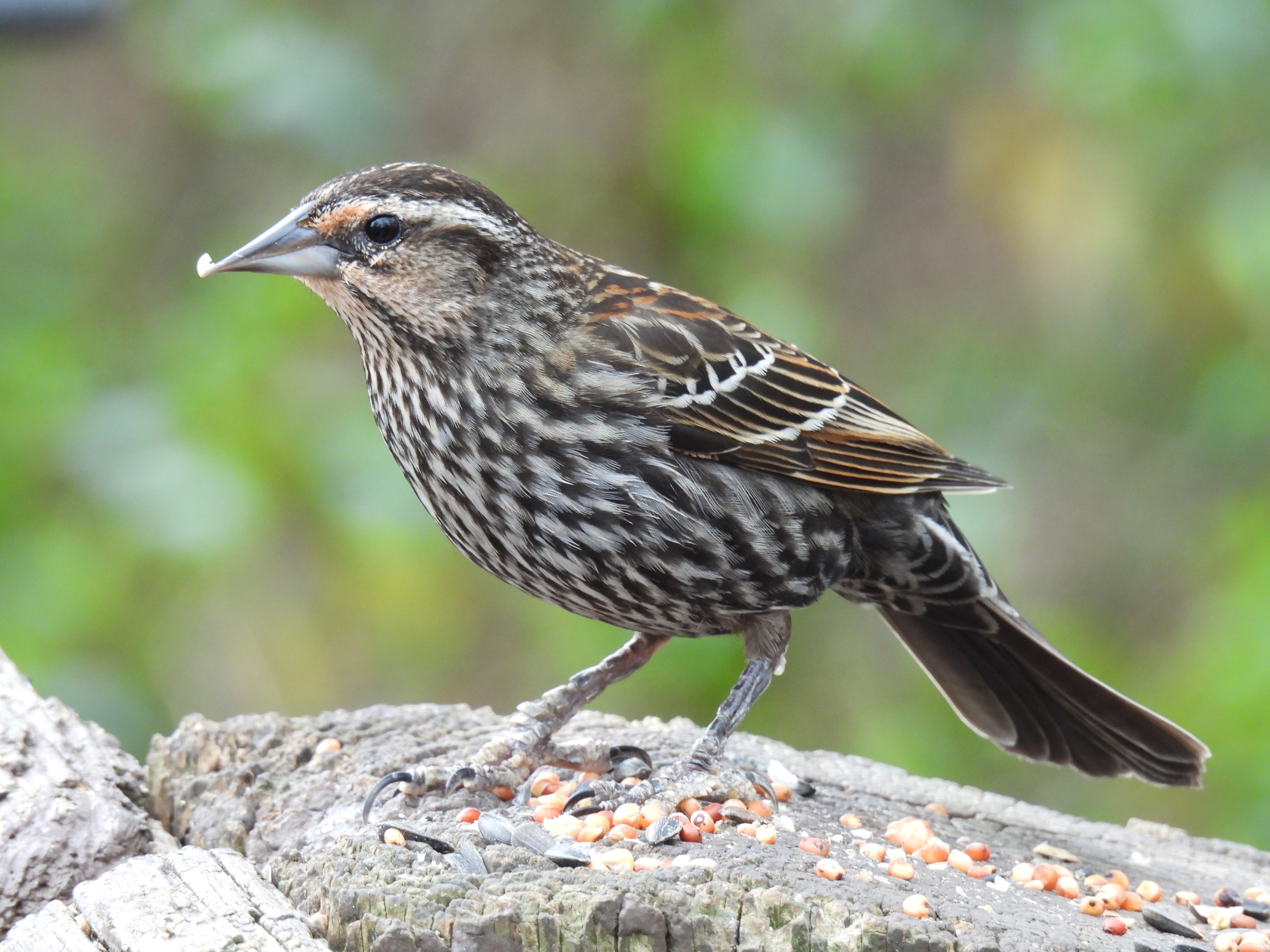 Red-Winged Blackbird