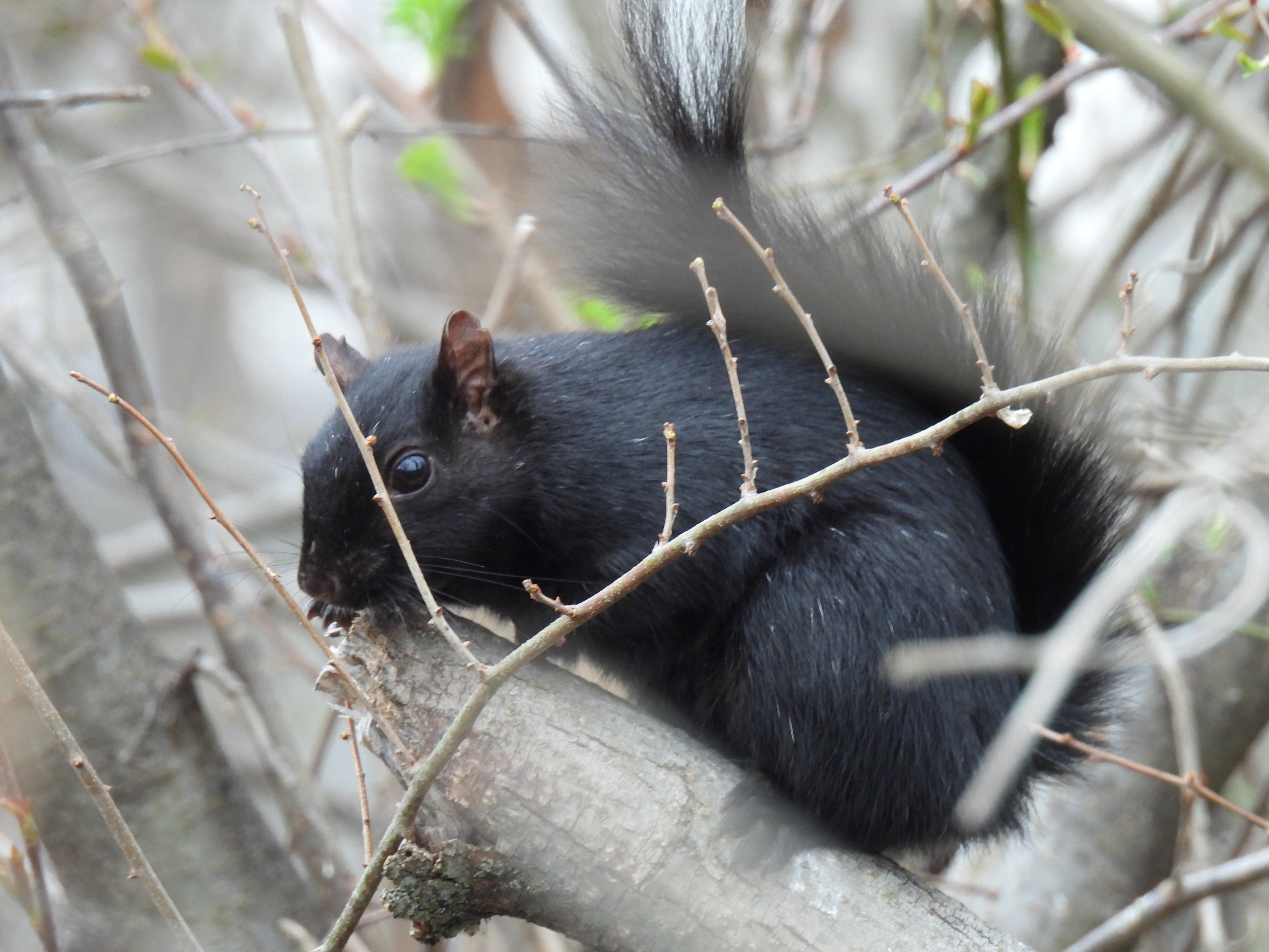 Black Squirrel