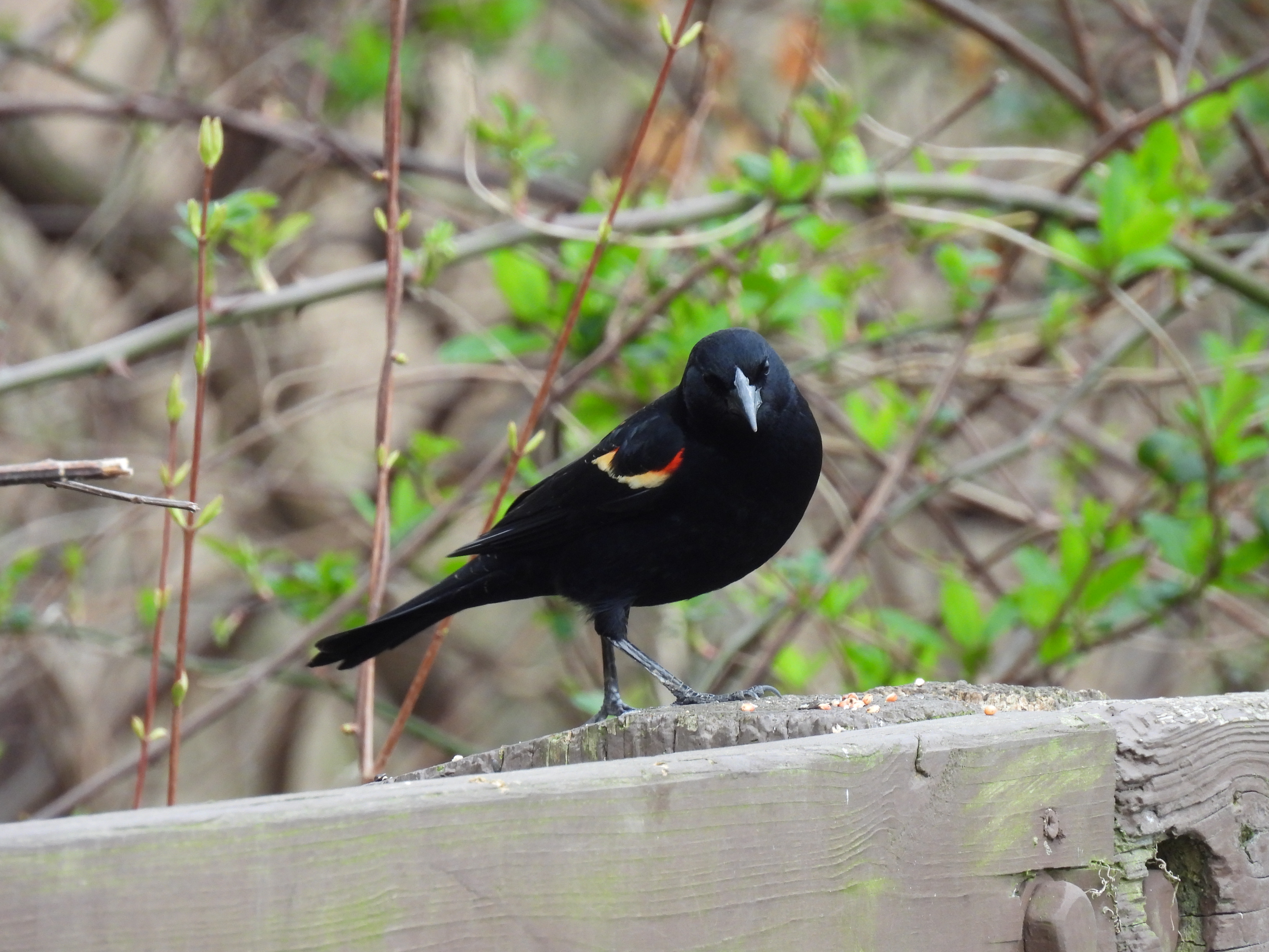 Red-Winged Blackbird
