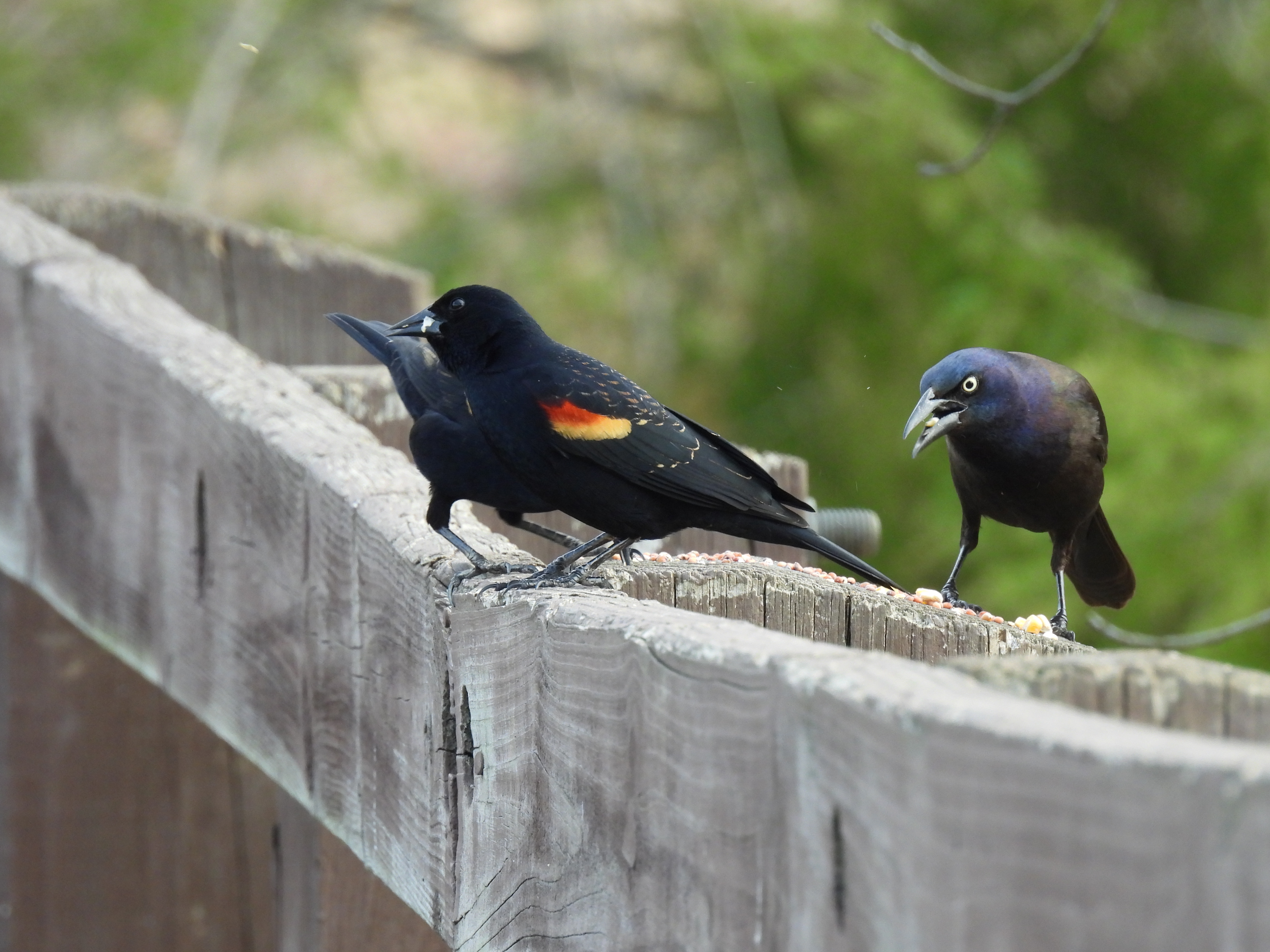Red-Winged Blackbird/Grackle
