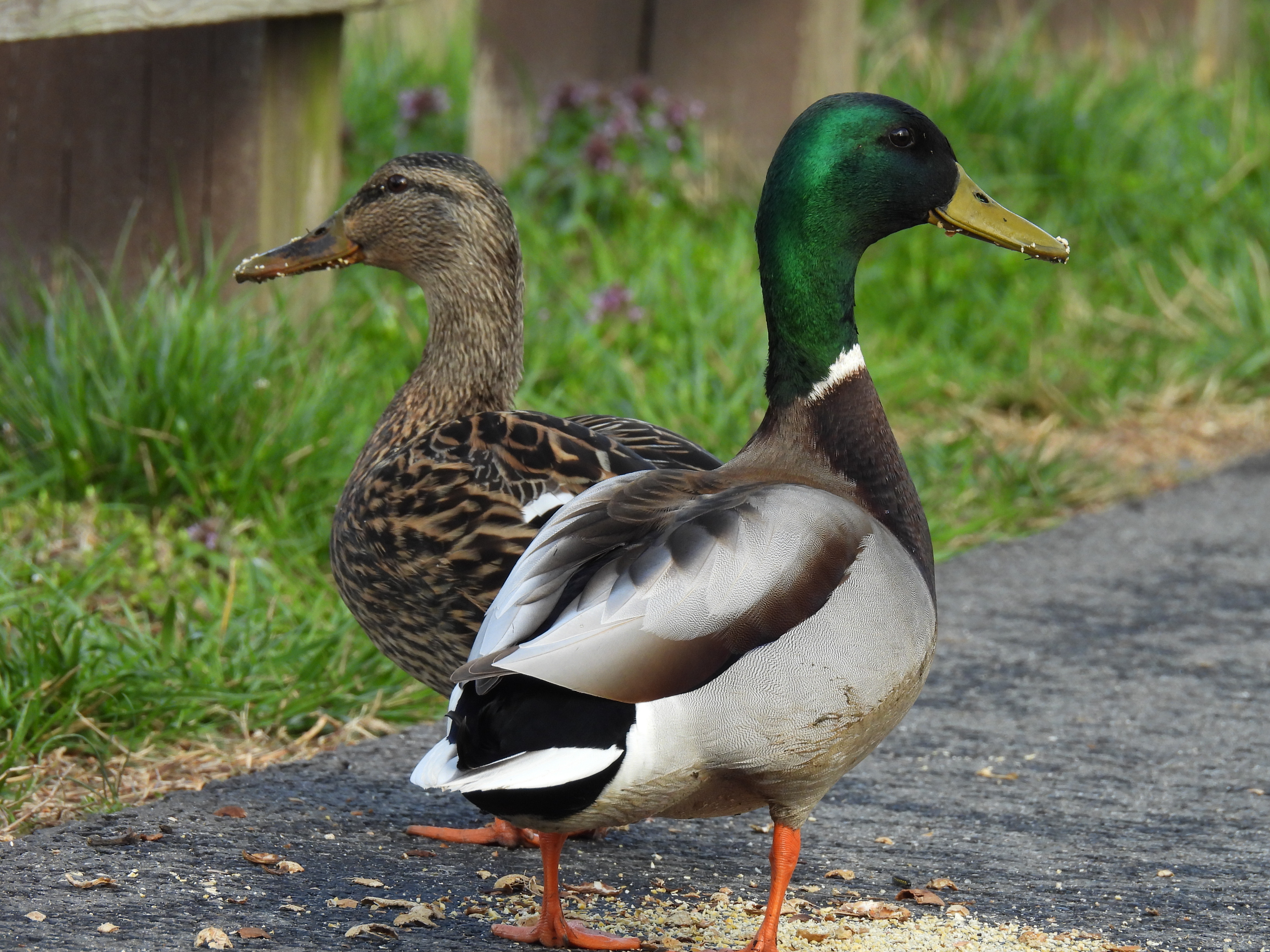 Mallards