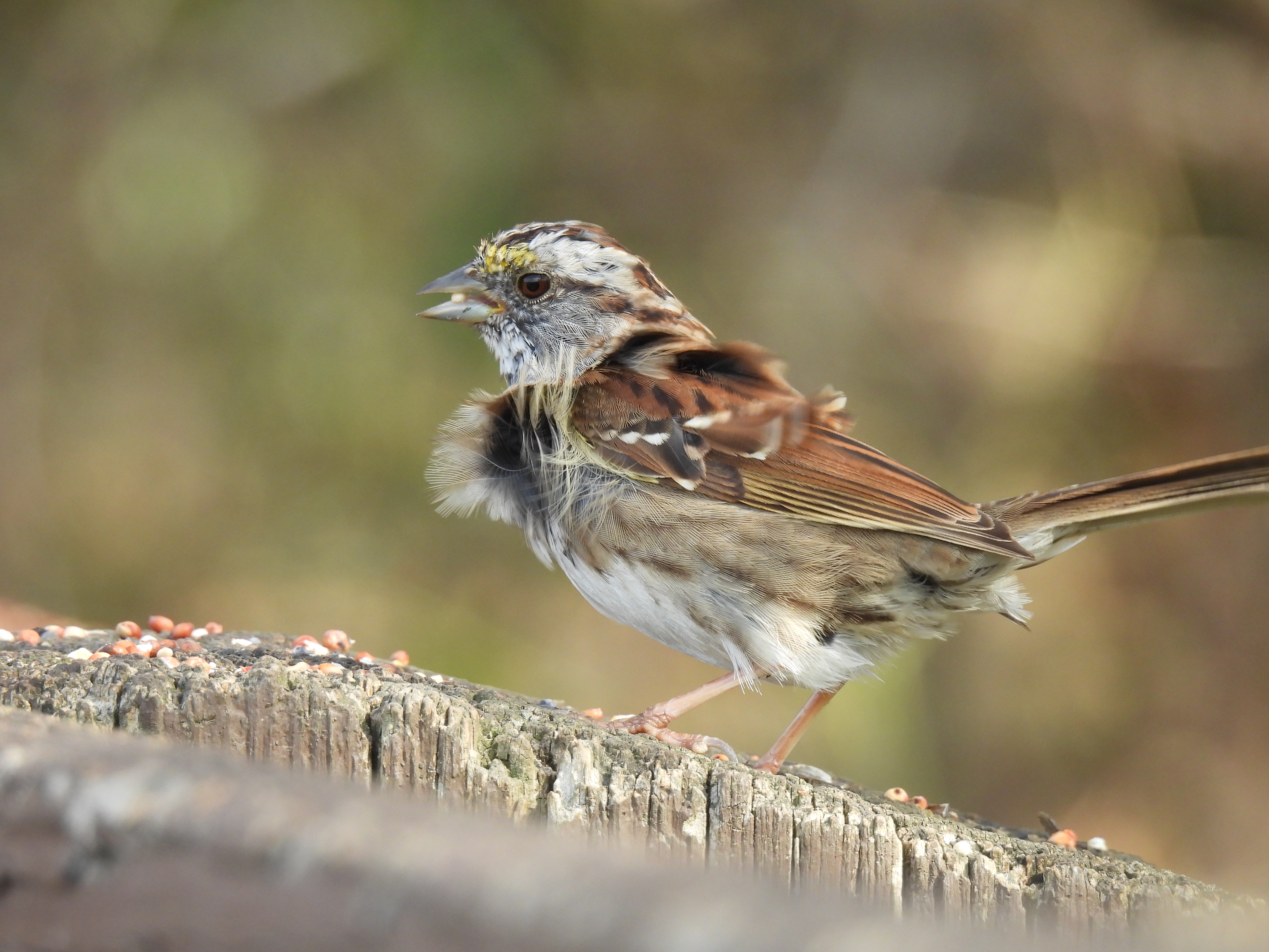 White-Throated Sparrow