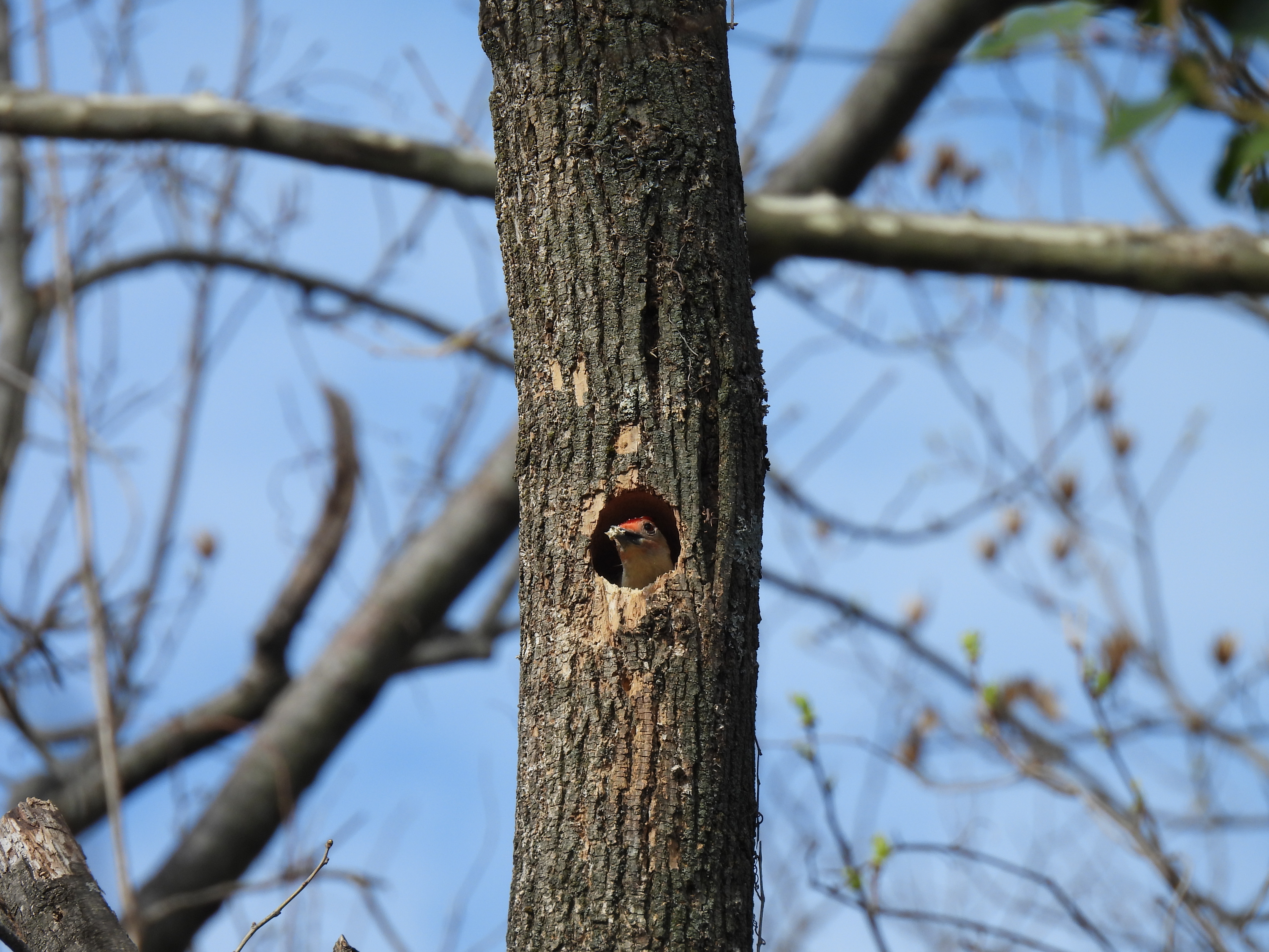 Red-Bellied Woodpecker