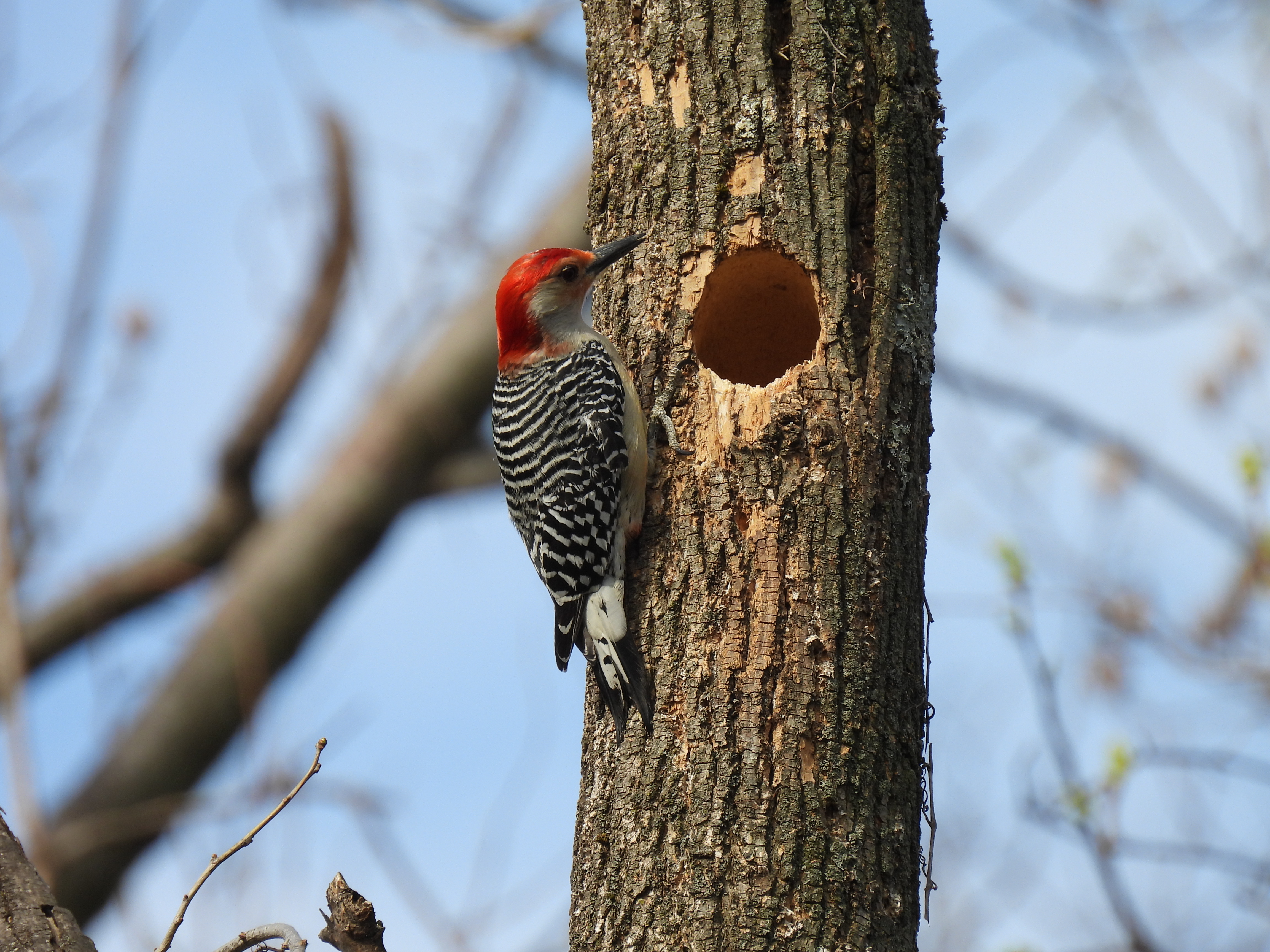 Red-Bellied Woodpecker