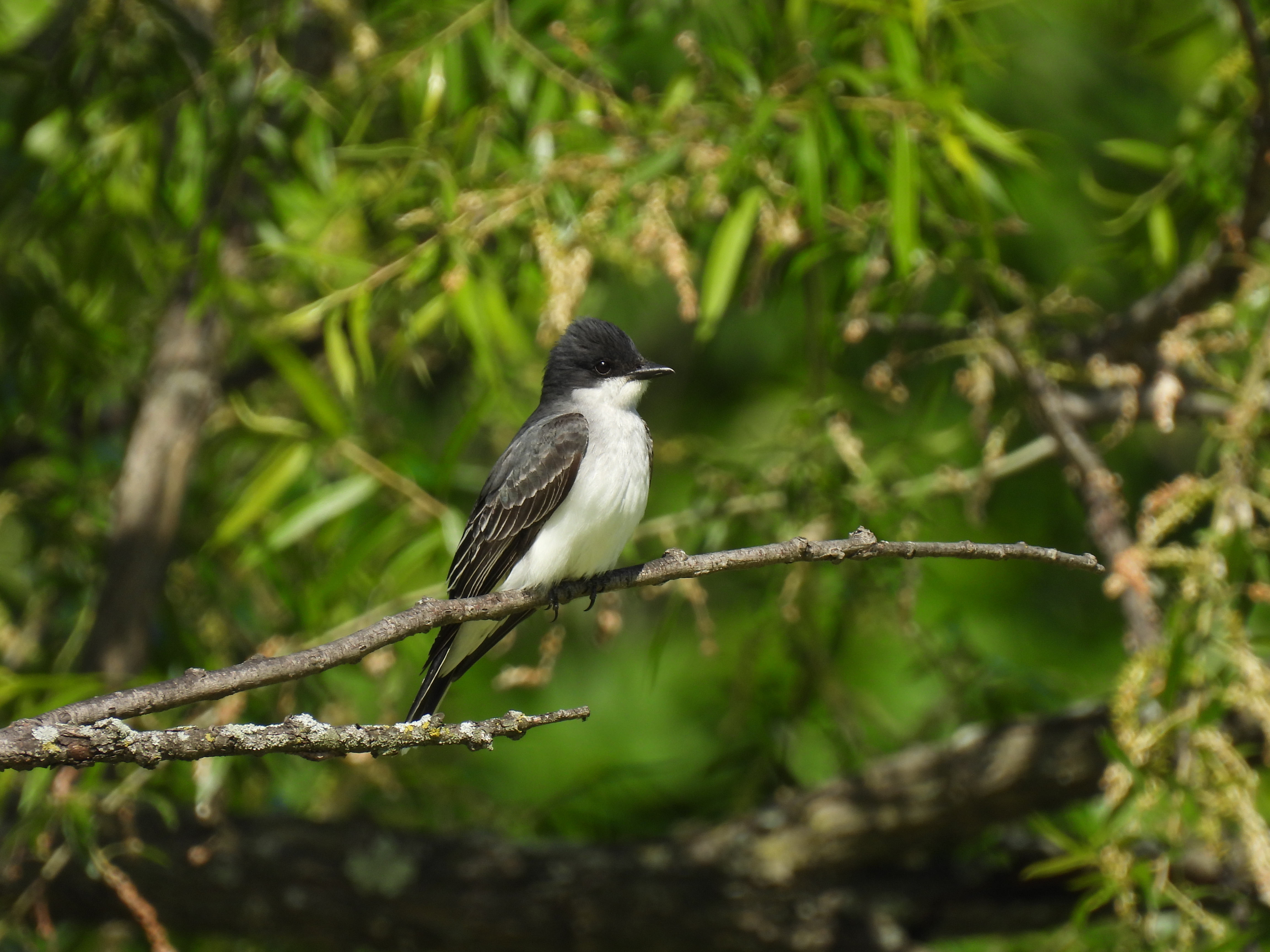 Eastern Kingbird