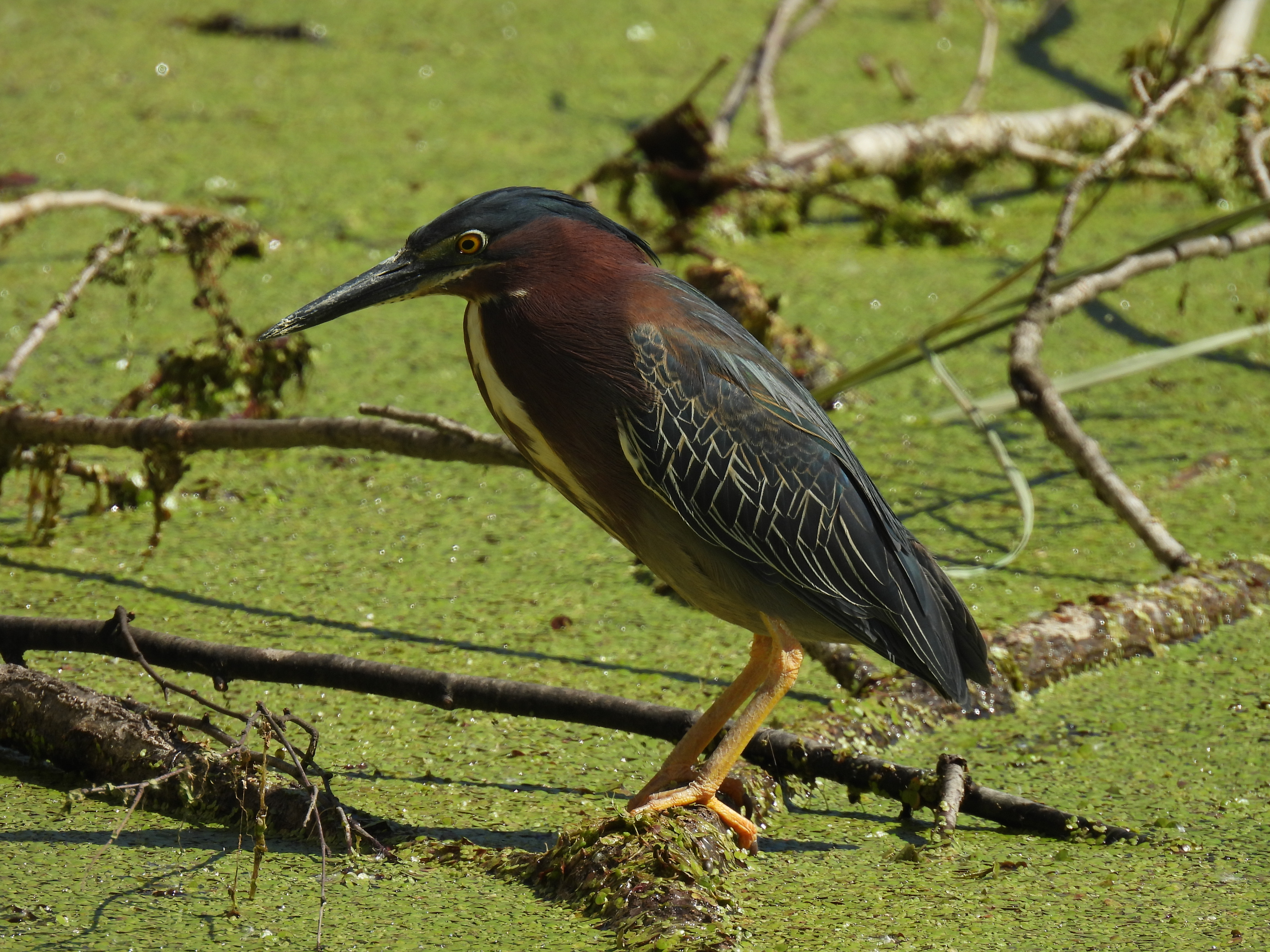 Green heron