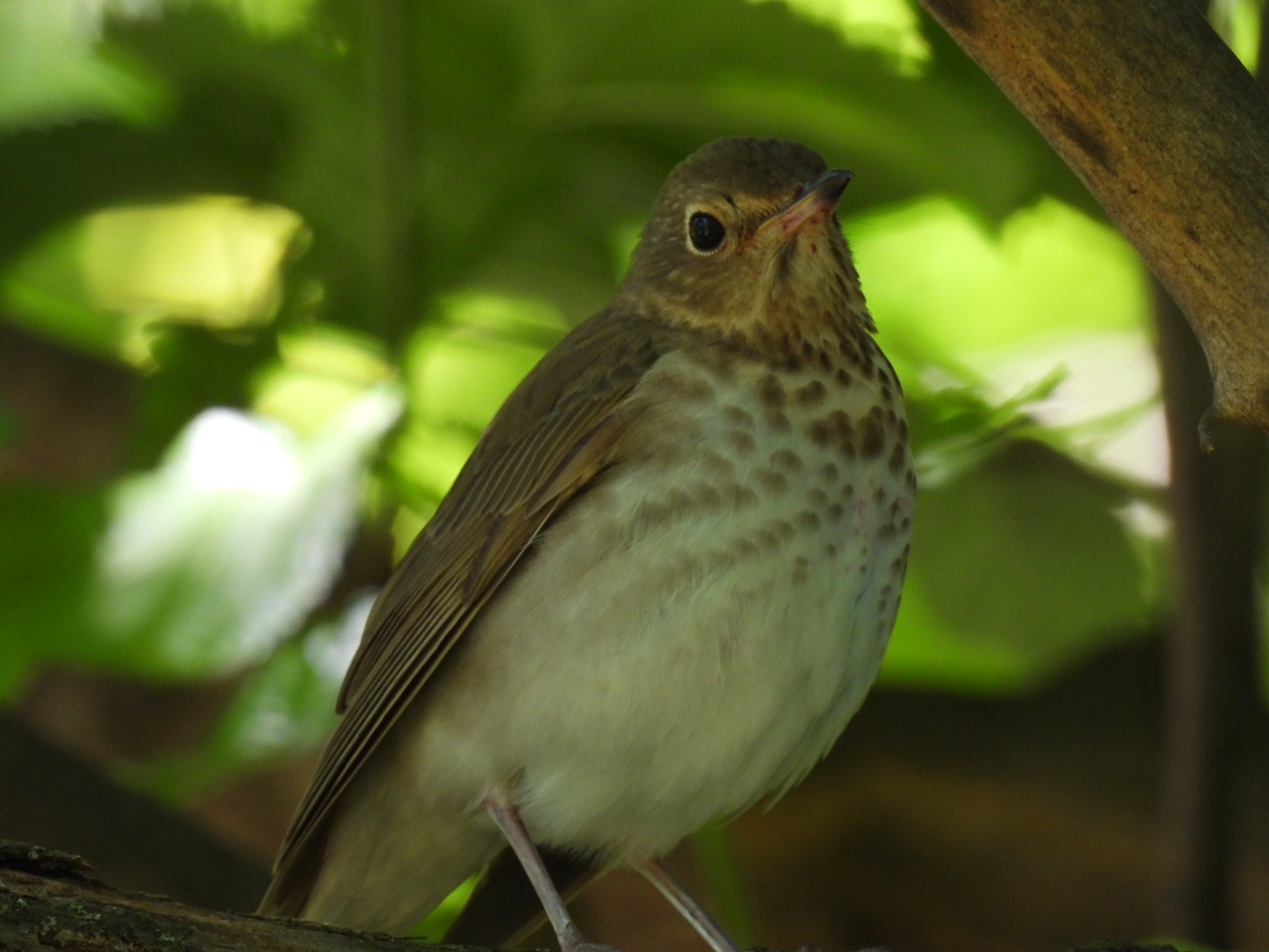 Swainson's Thrush