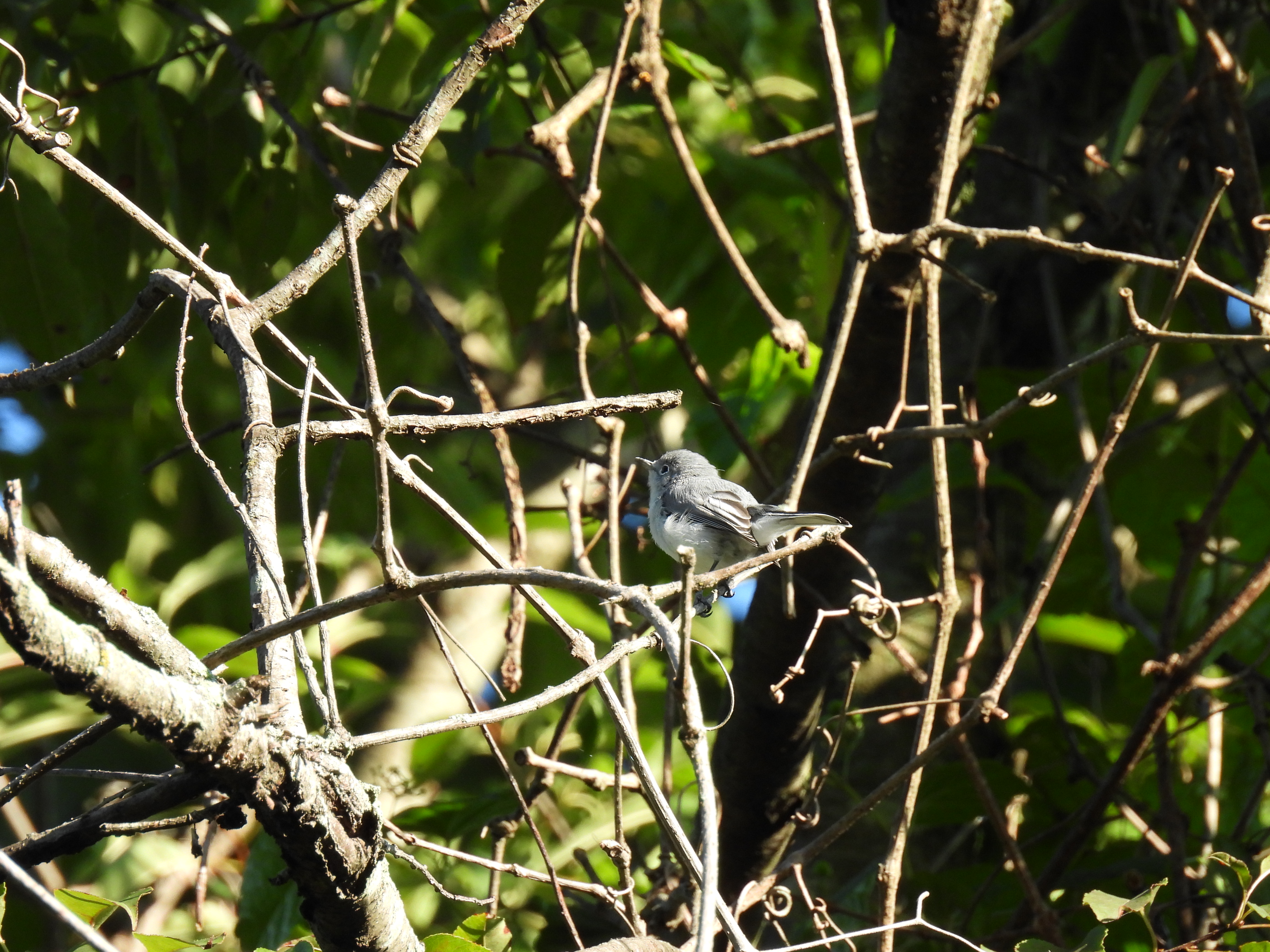 Blue-gray gnatcatcher