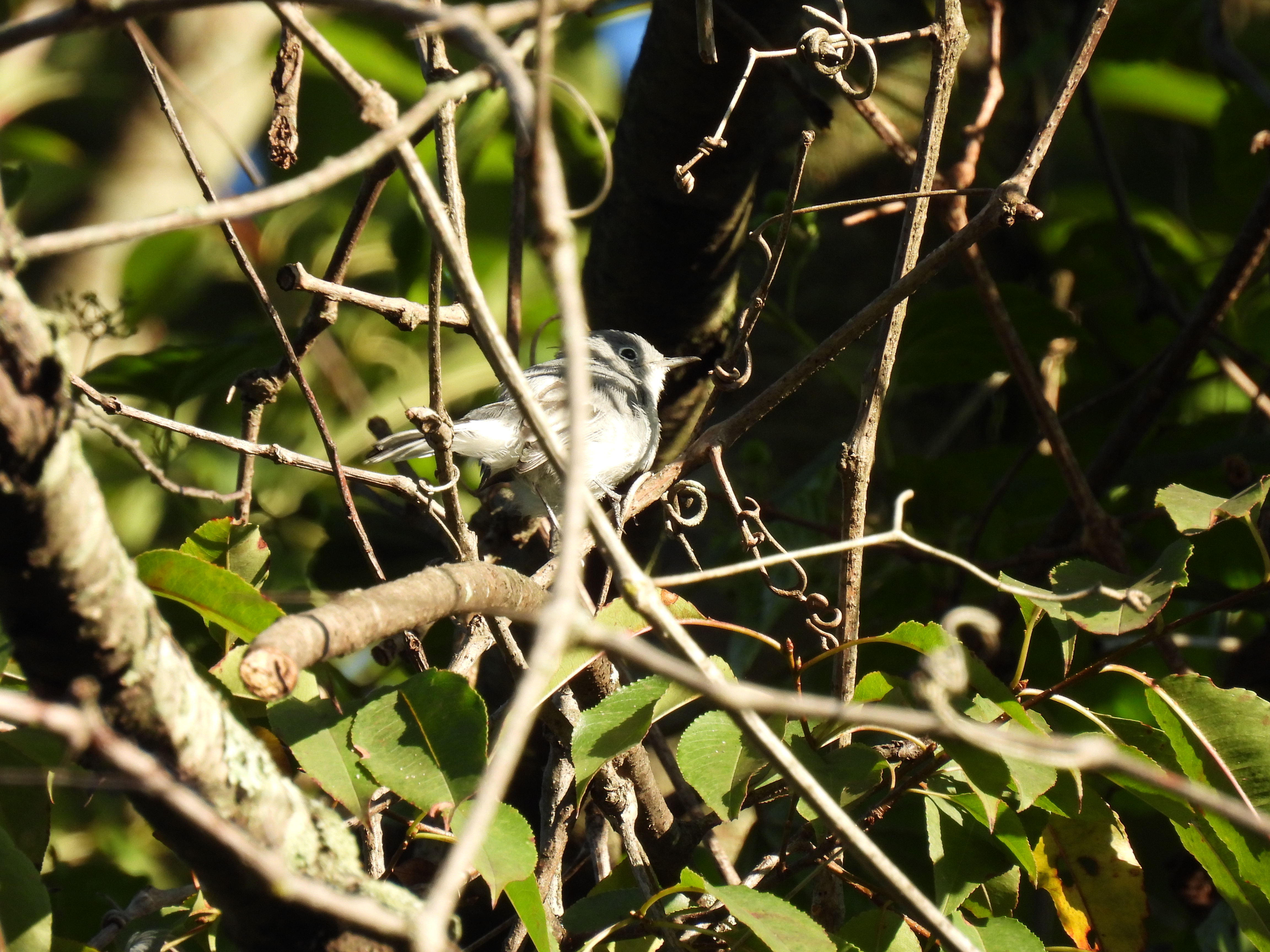 Blue-gray gnatcatcher